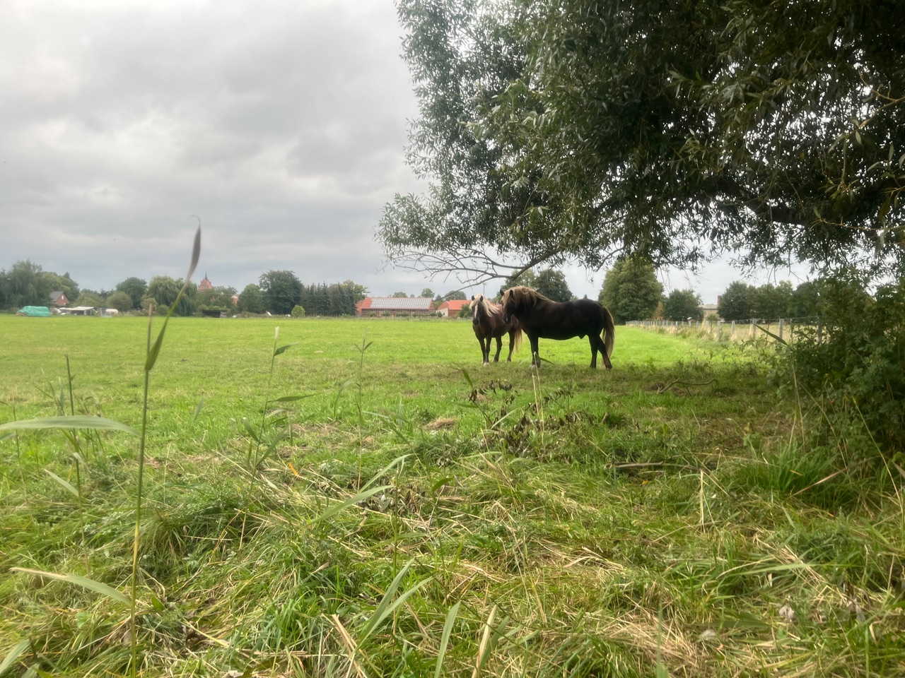 FREIE BAUERN Brandenburg befürchten Kurswechsel: Wölfe schießen am Sankt Nimmerleinstag?
