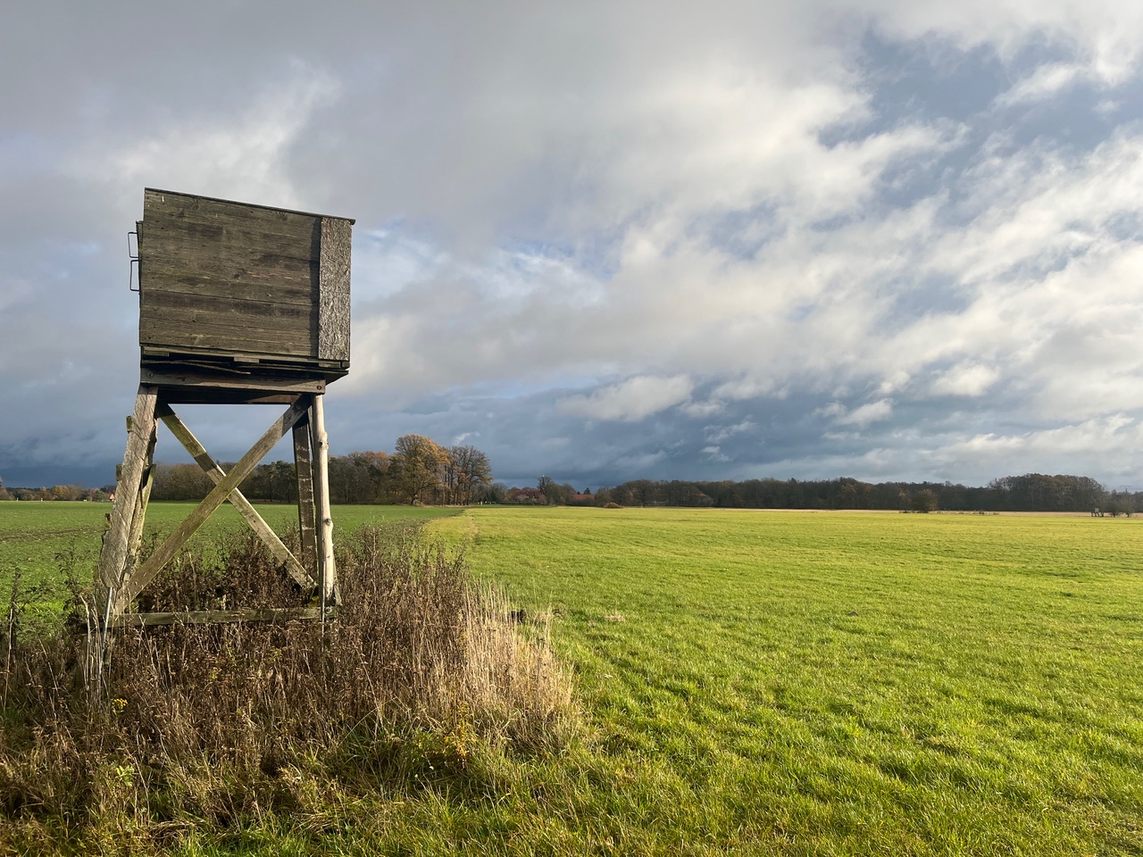 Bauernbund Brandenburg begrüßt Aufnahme des Wolfs in das Jagdrecht