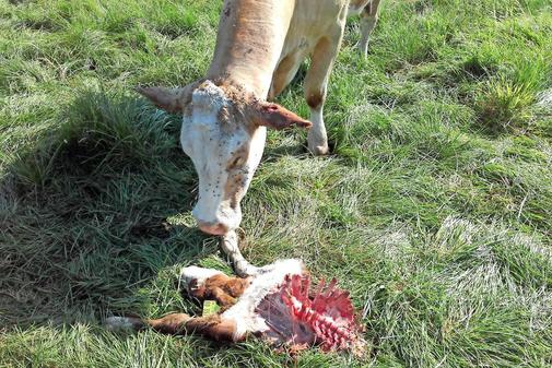 Terror auf der Weide