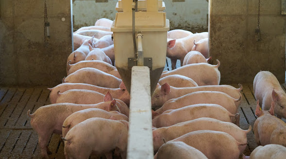 Betriebe, die z. B. in Freiluftställe investiert haben, sollen nicht benachteiligt werden