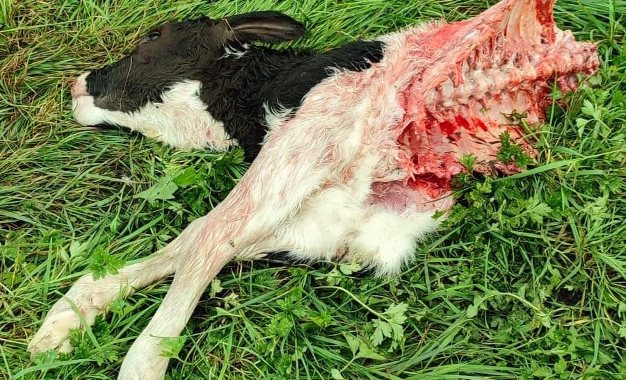 Bei lebendigem Leib vom Wolf gefressenes Kälbchen: Wenn es um unsere Weidetiere geht, spielt Tierwohl für so genannte Naturschützer plötzlich keine besondere Rolle mehr