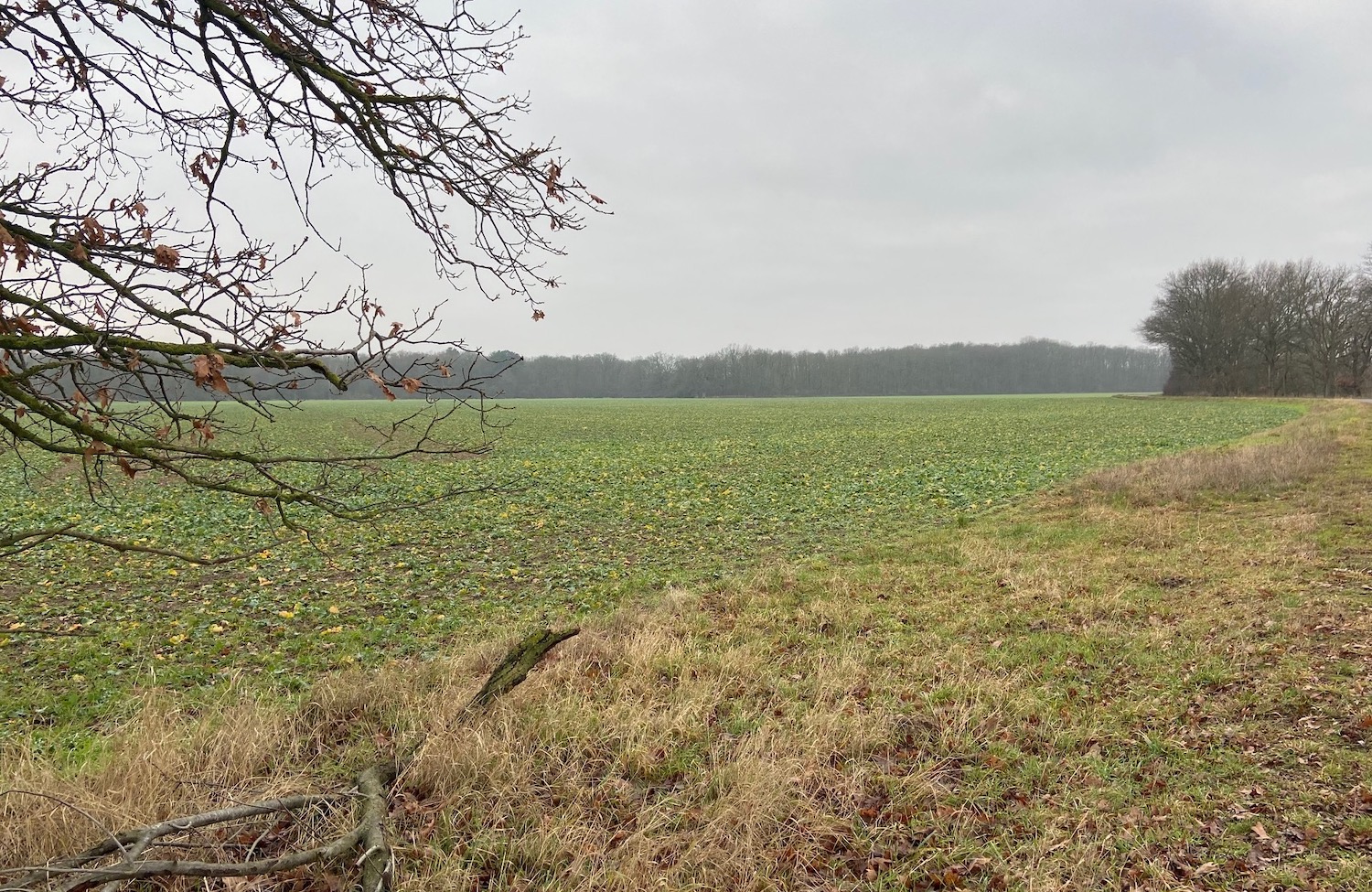 Ackerland - im Visier von Investoren