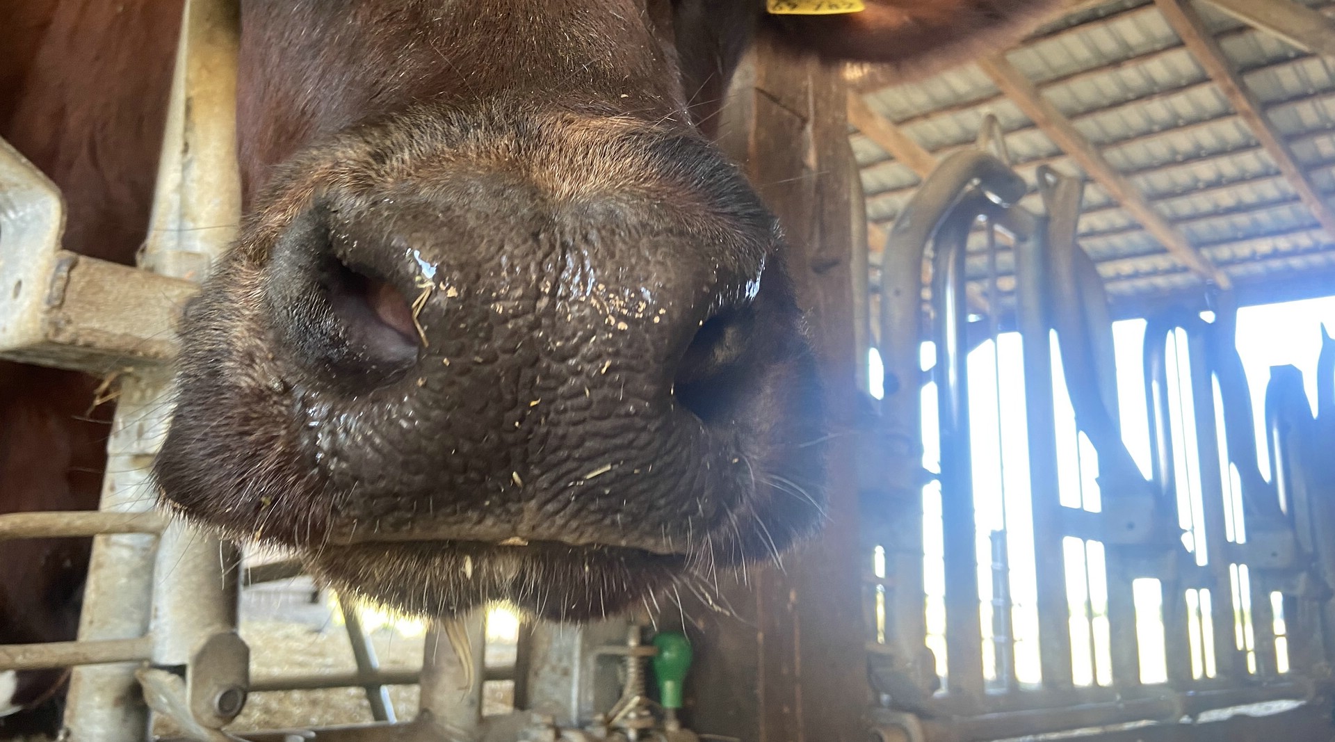 Alles noch gesund hier ... aber die Blauzungenkrankheit hat sich in  den letzten Wochen rasant ausgebreitet
