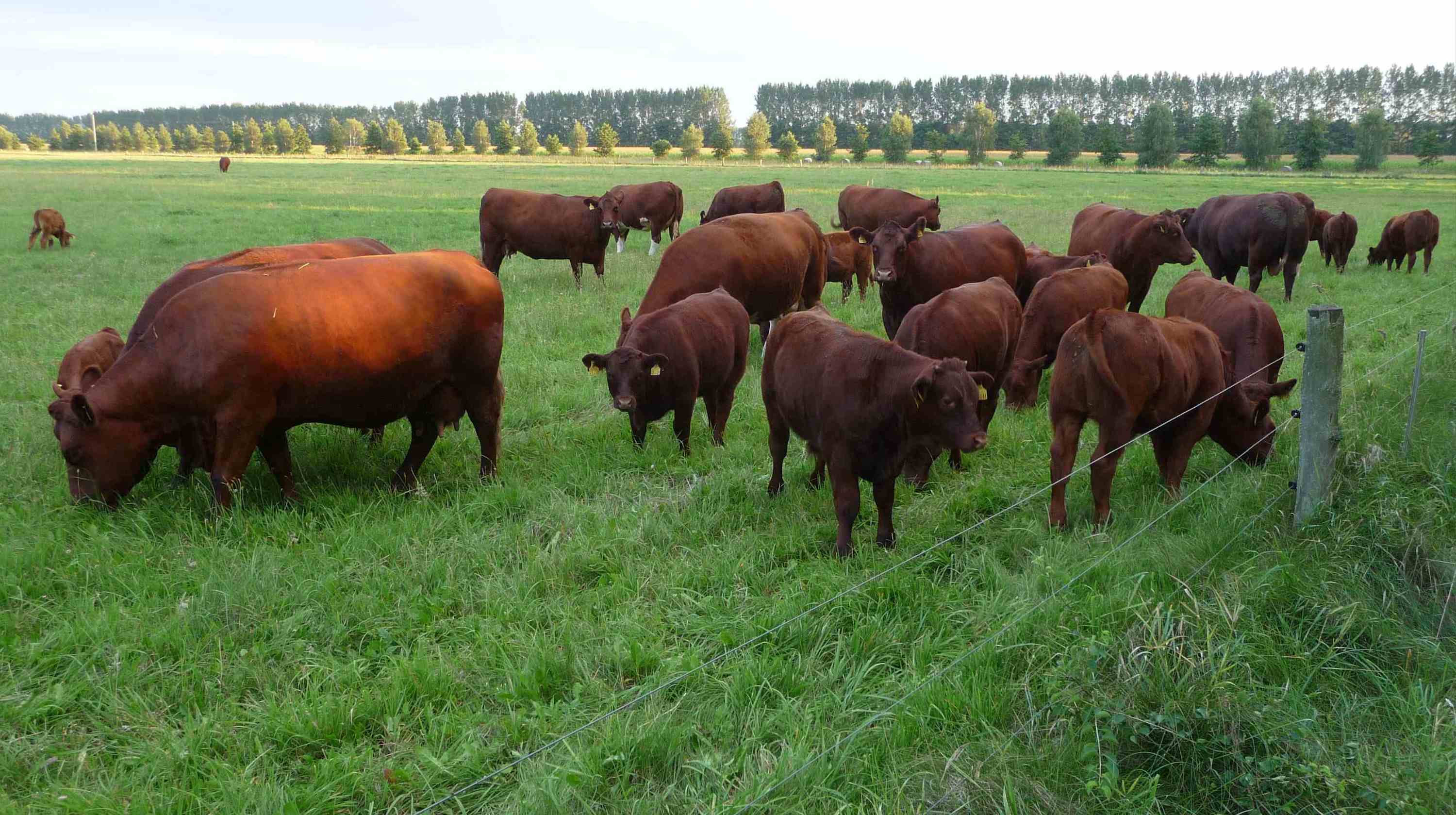 Grünlandnutzung durch Rinder ist der beste Moorschutz