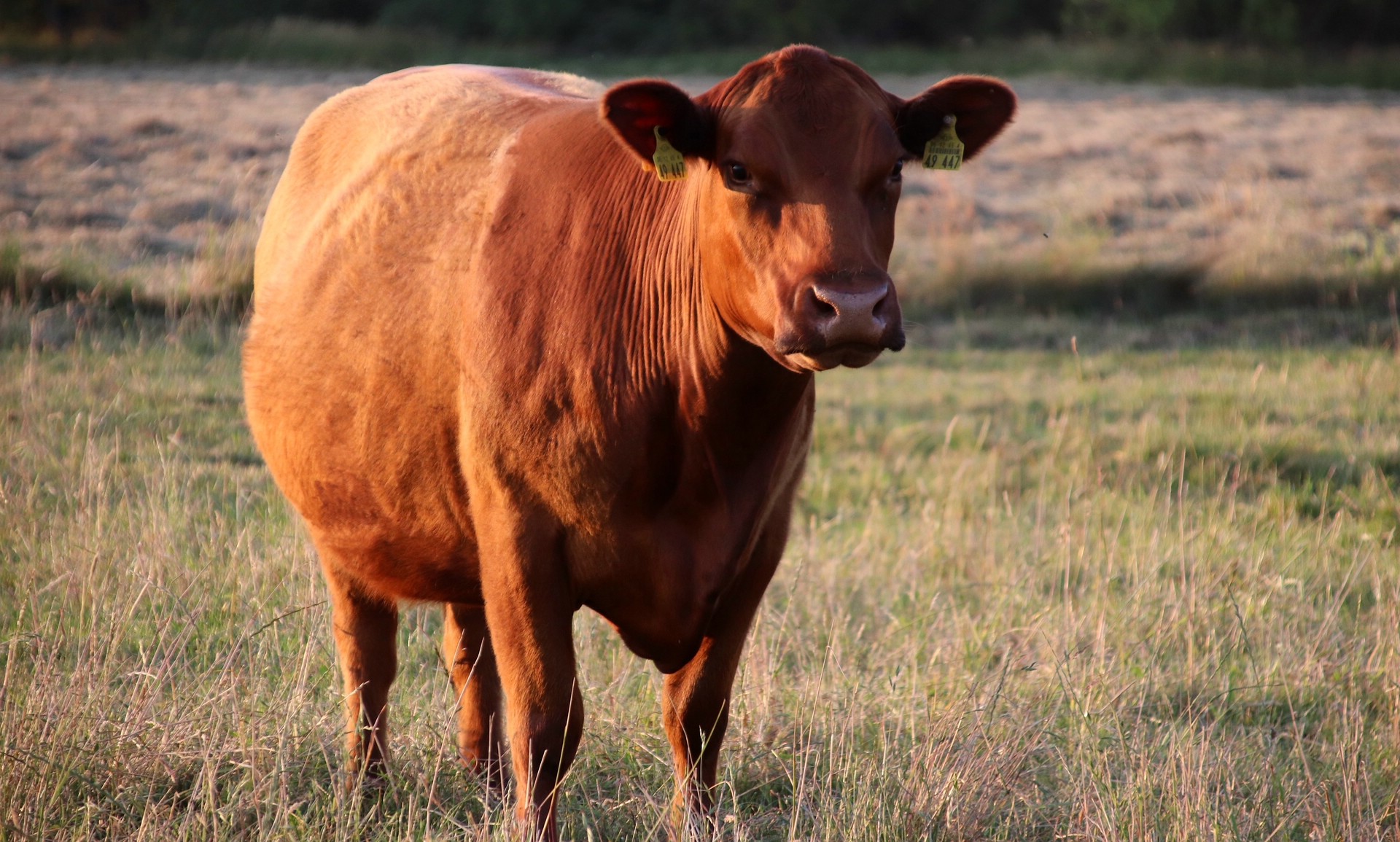 Die tief gelegenen Moore brachten selbst in diesem trockenen Sommer genug Futter für Rinder