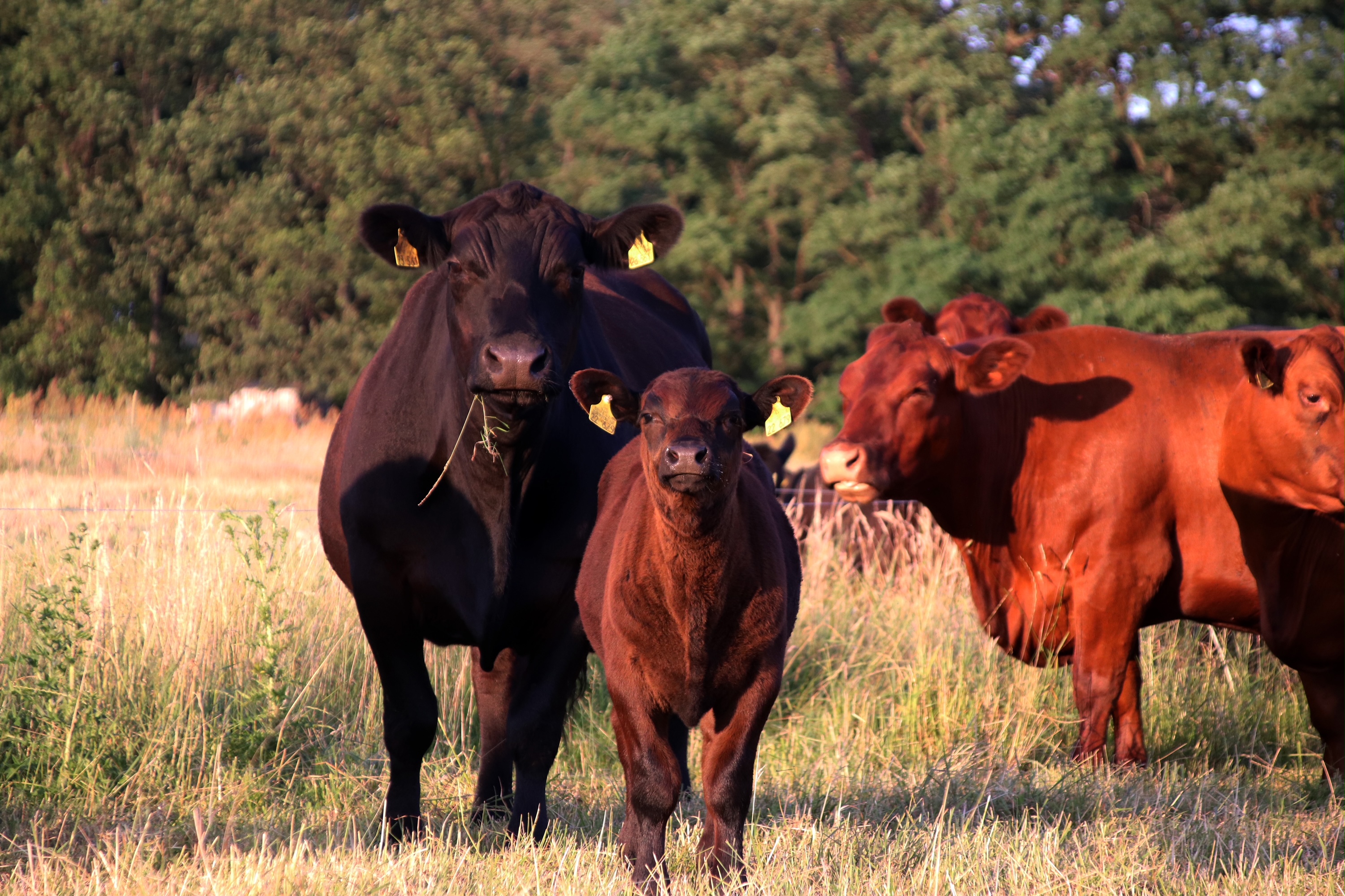 Besser natürlich statt künstlich – FREIE BAUERN nennen Laborfleisch einen Irrweg