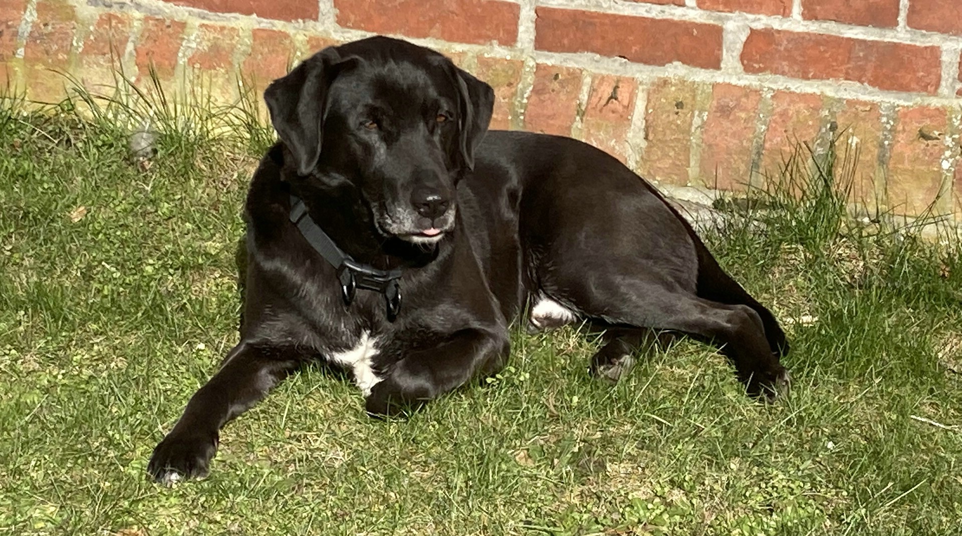 Die Wissenschaft hat festgestellt: Überall, wo die Wölfe mehr werden, können sich liebe Hofhunde in reißende Bestien verwandeln