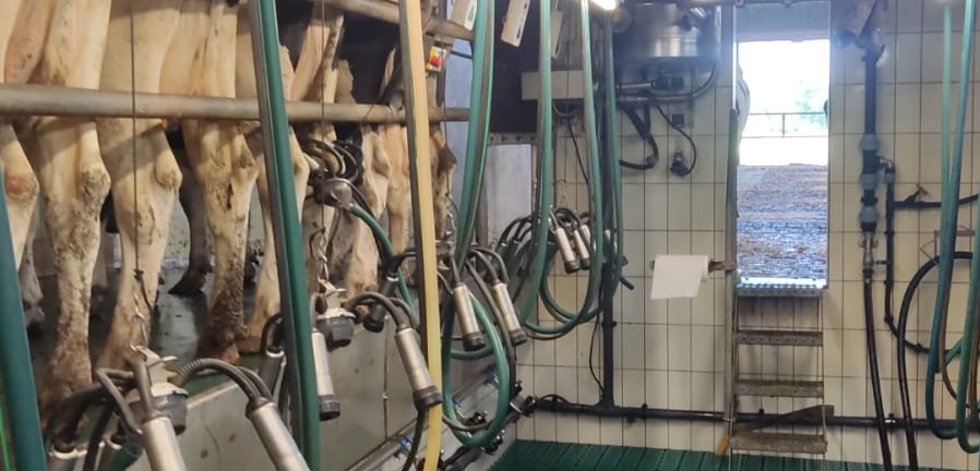 Gesundes Naturprodukt: Wenn es unseren Kühen gut geht, brauchen wir auch nichts testen