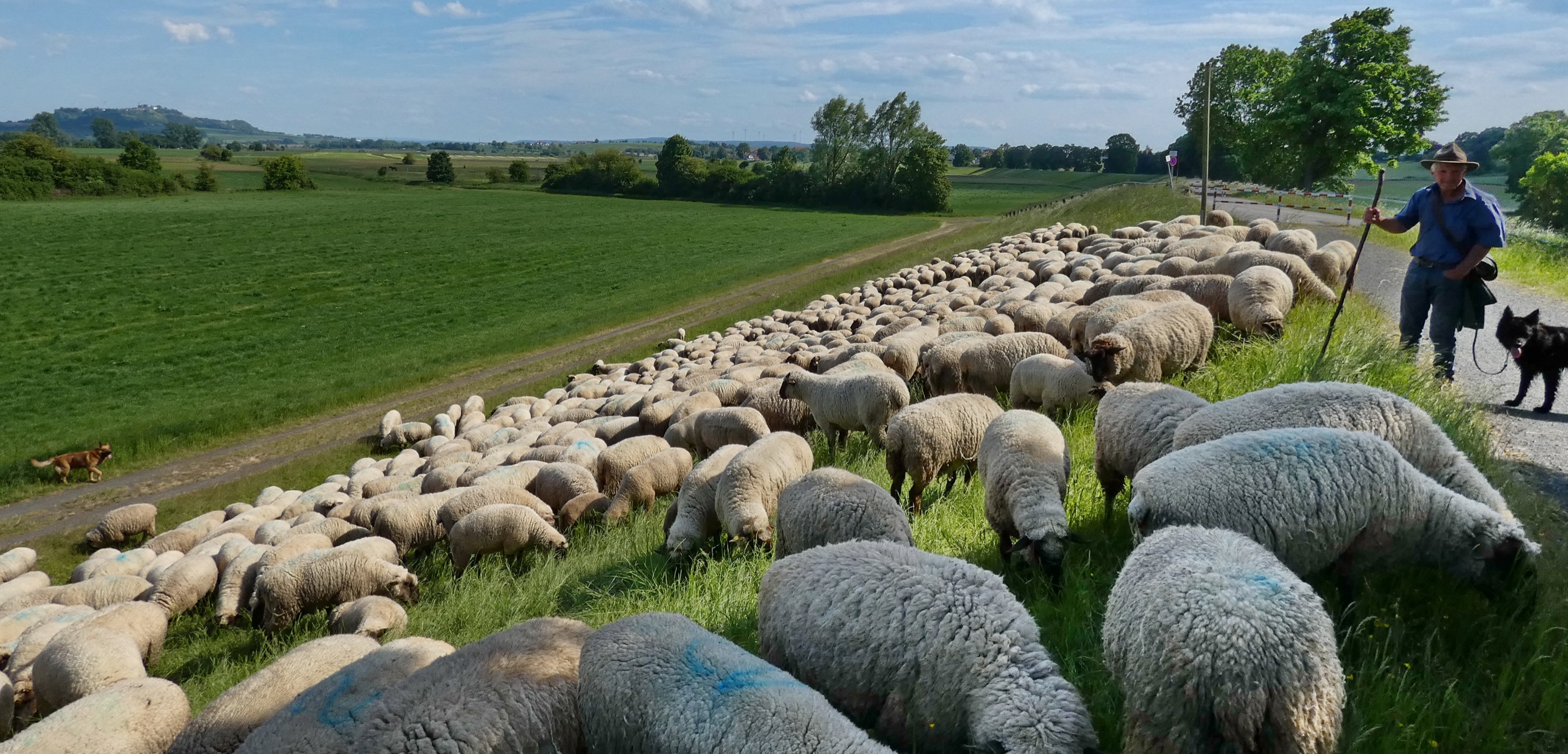 Seit Jahrhunderten werden Schafen die Schwänze gekürzt – plötzlich soll das ethisch nicht mehr vertretbar sein?
