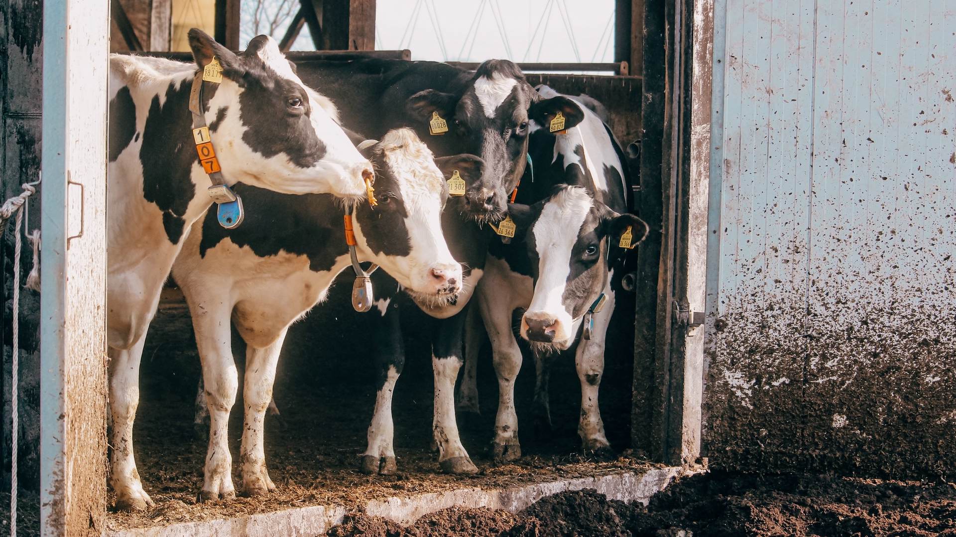 Sie wittern schon Frühlingsluft ... doch wie steht es um die Milcherzeuger?