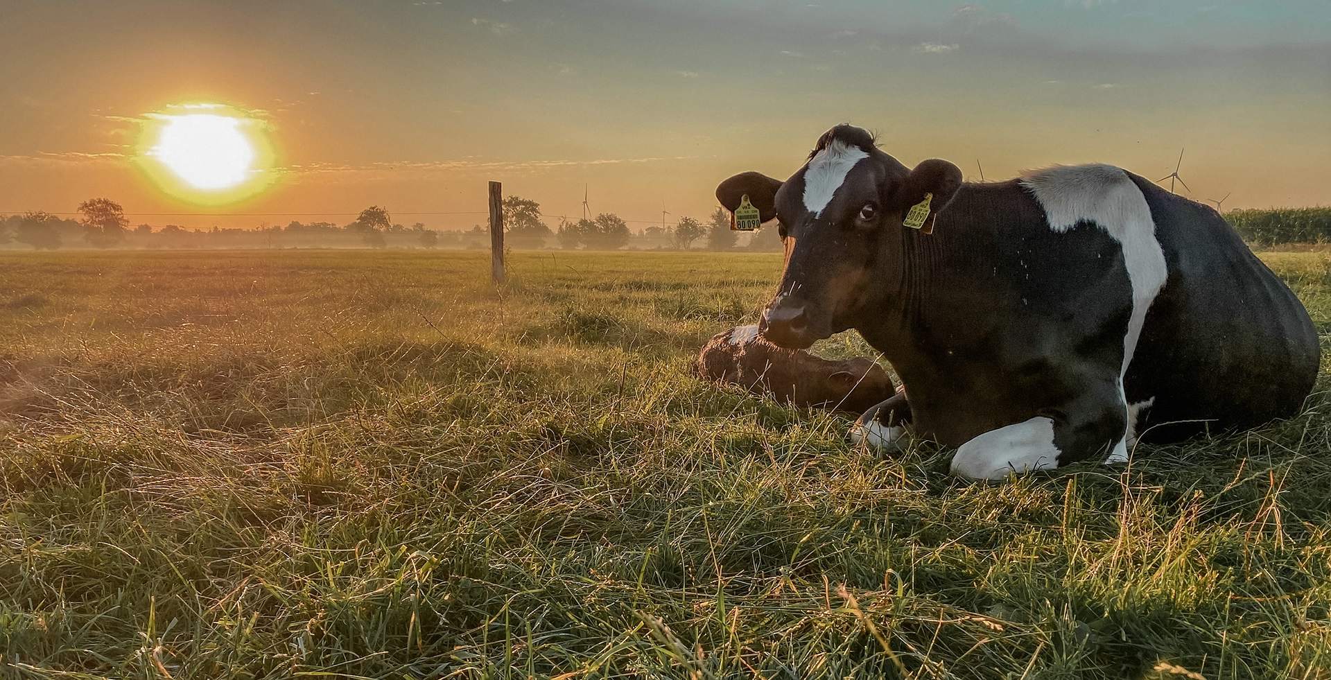 Nicht jedes Kalb kommt auf der Weide zur Welt, aber alle werden versorgt und aufgezogen