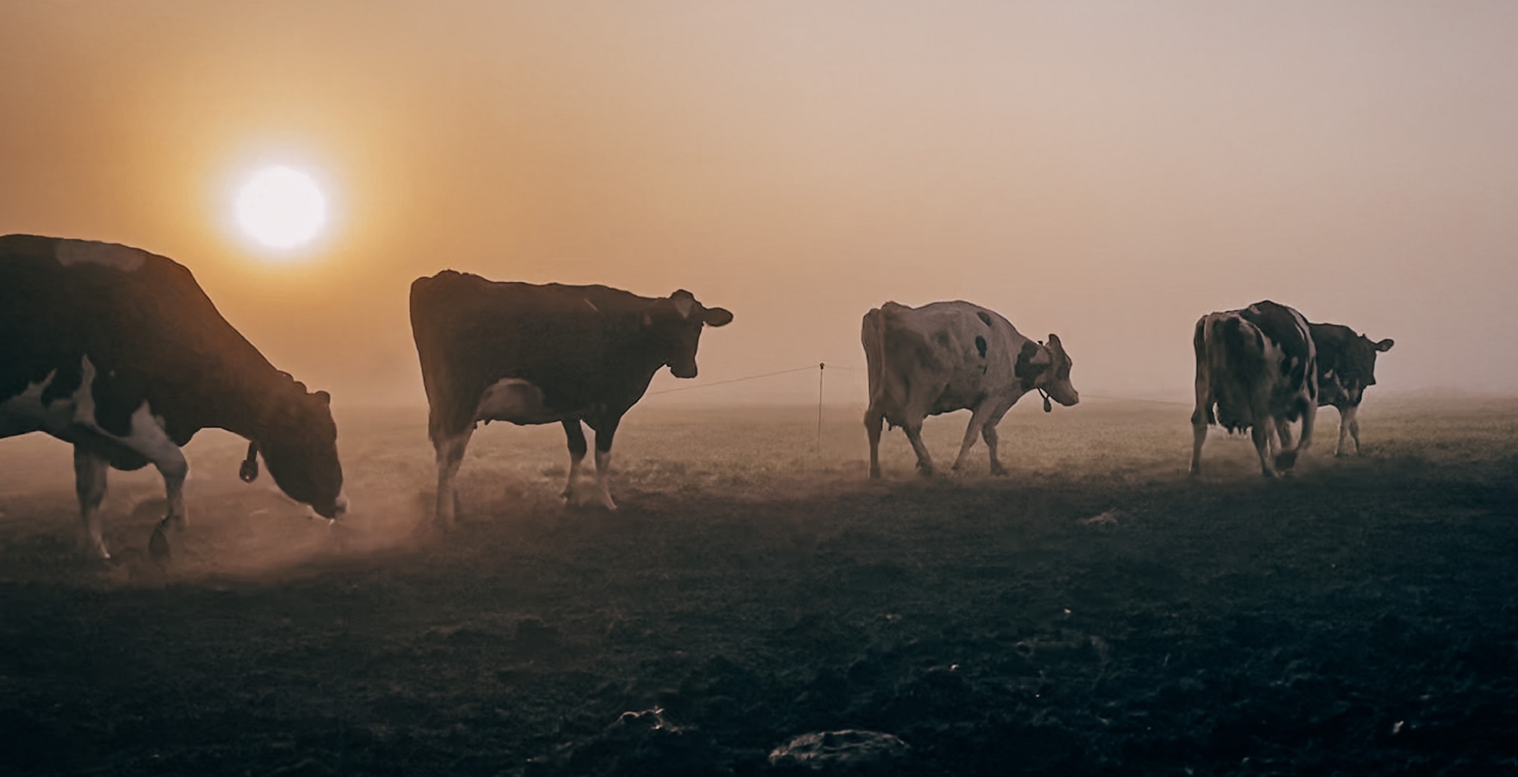 Immer weiter im gleichen Trott? Wenn es nach den Raiffeisen-Genossen ginge, bräuchte sich an den Milchlieferbeziehungen nichts ändern ...