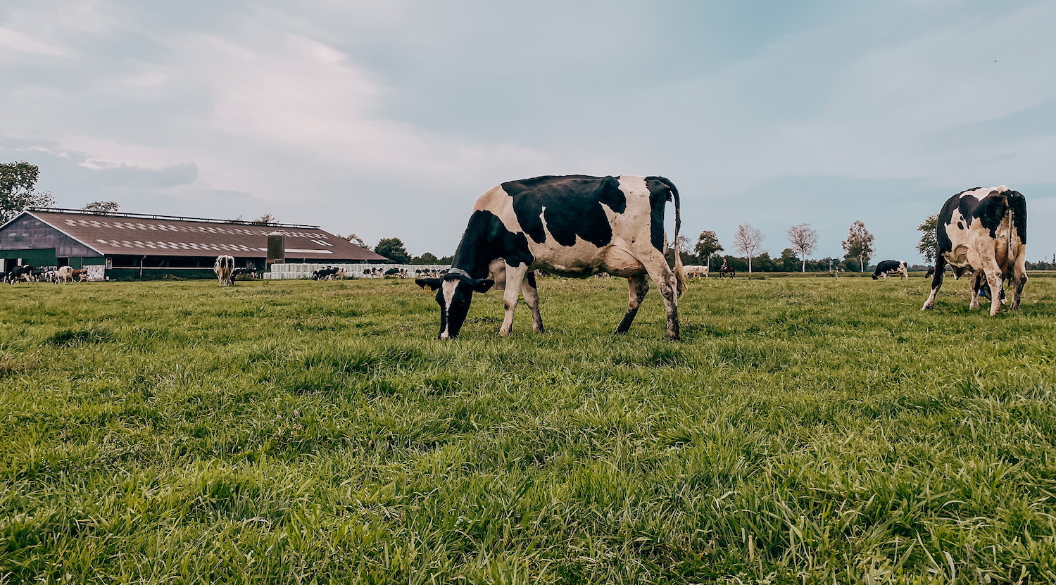 Weidegang ist eine besonders artgerechte Haltungsform