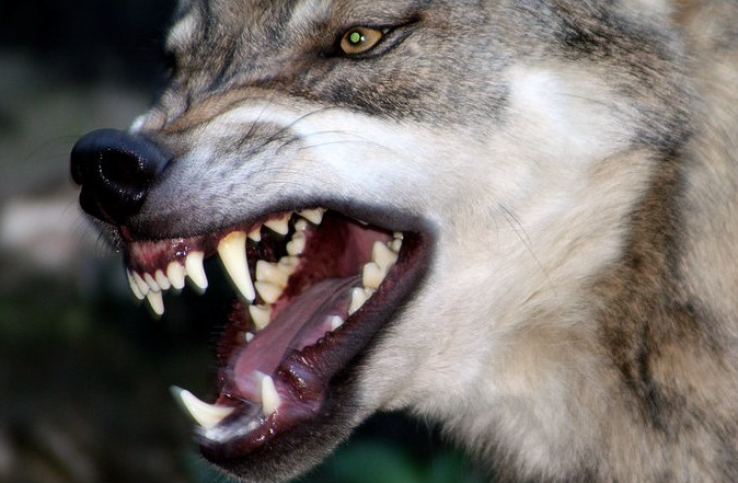 Das edle Raubtier hat leider gerade Hunger