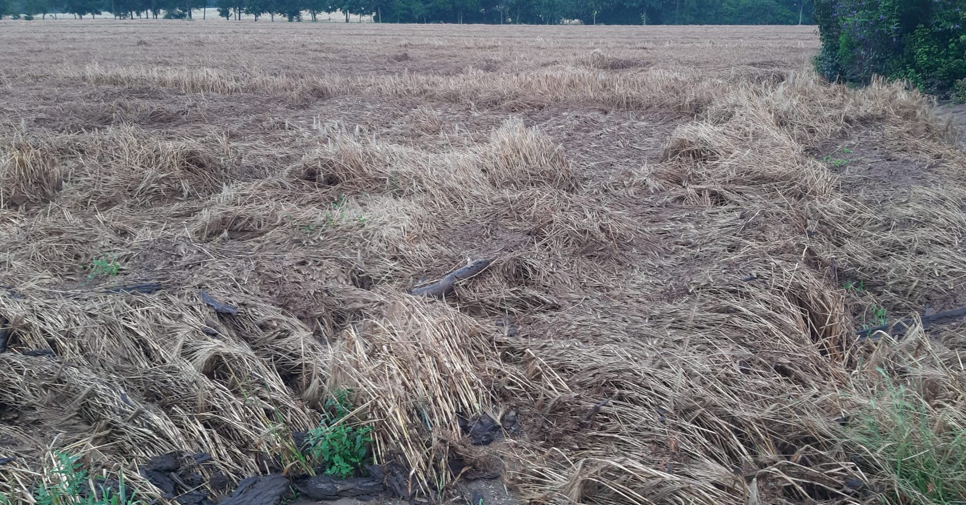 Das war einmal ein prächtiger Gerstebestand