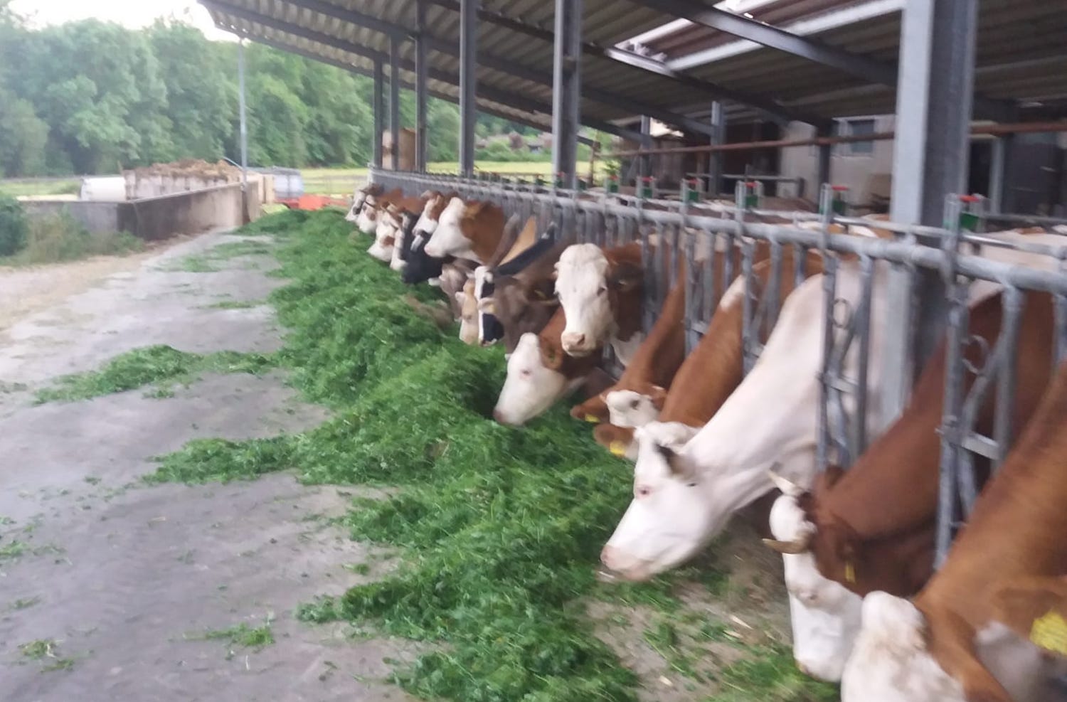 Die Kühe von Familie Hiller fressen Gras - will Özdemir das künftig an Menschen verfüttern?