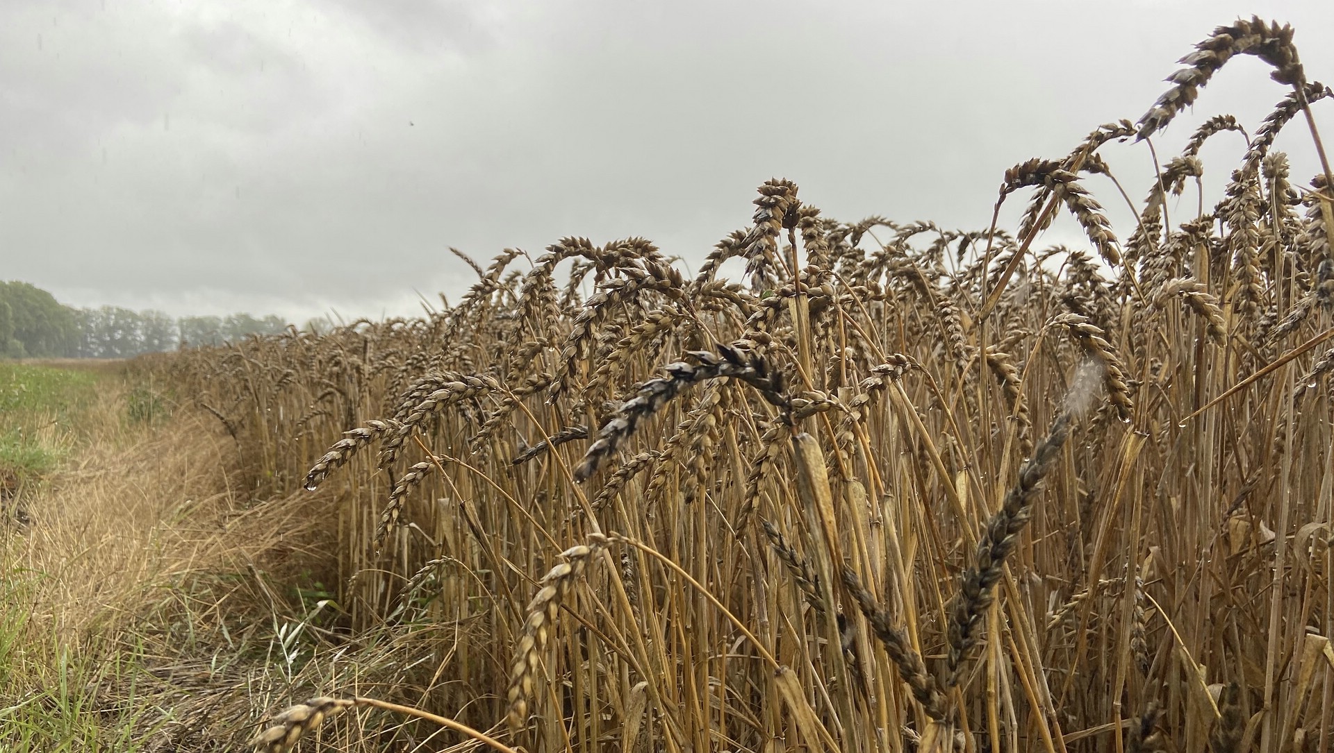 Hejo, spann den Wagen an, denn der Wind treibt Regen übers Land ...