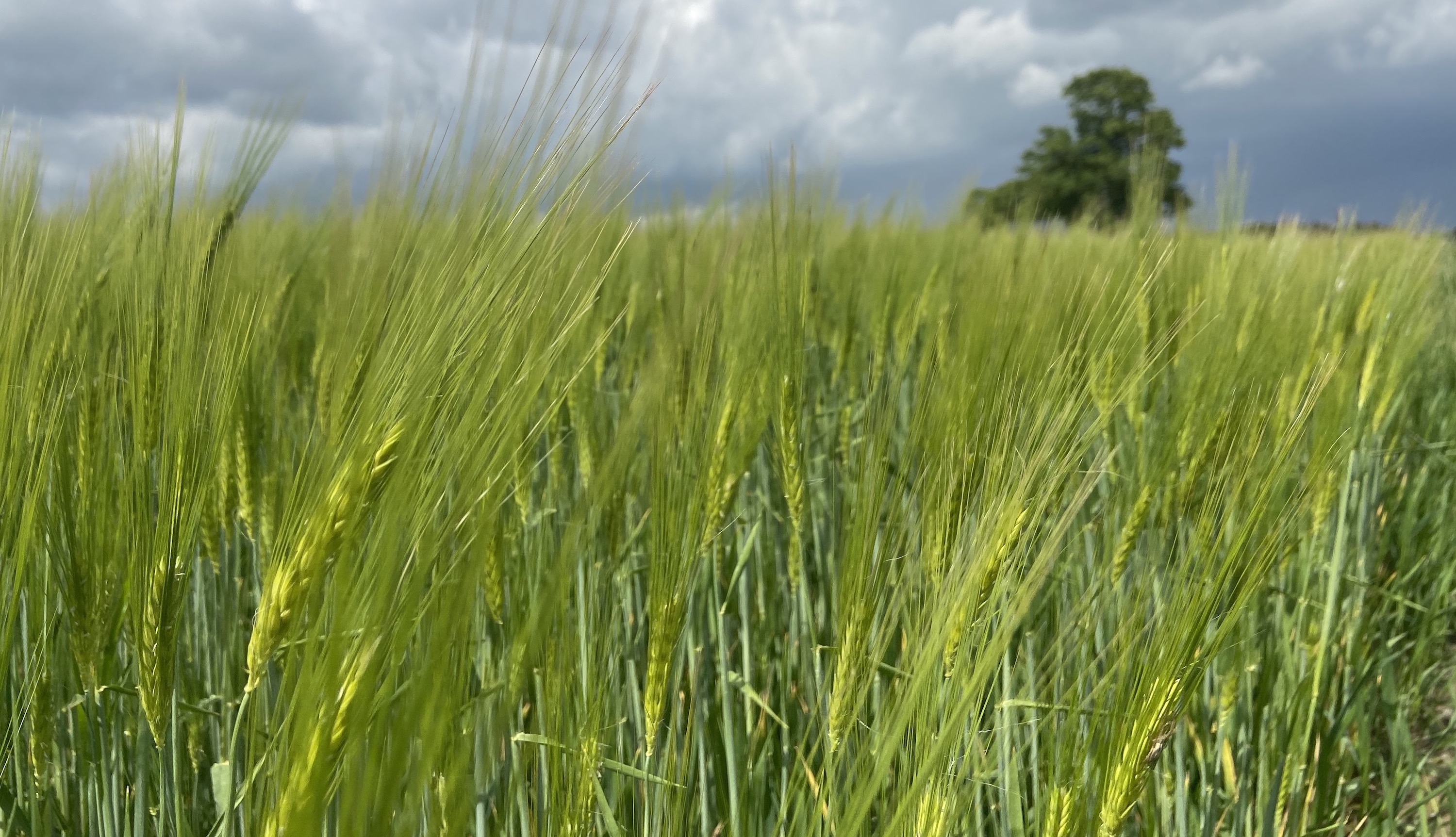 Die Pflanzen auf unserem Acker gehören uns, niemandem sonst