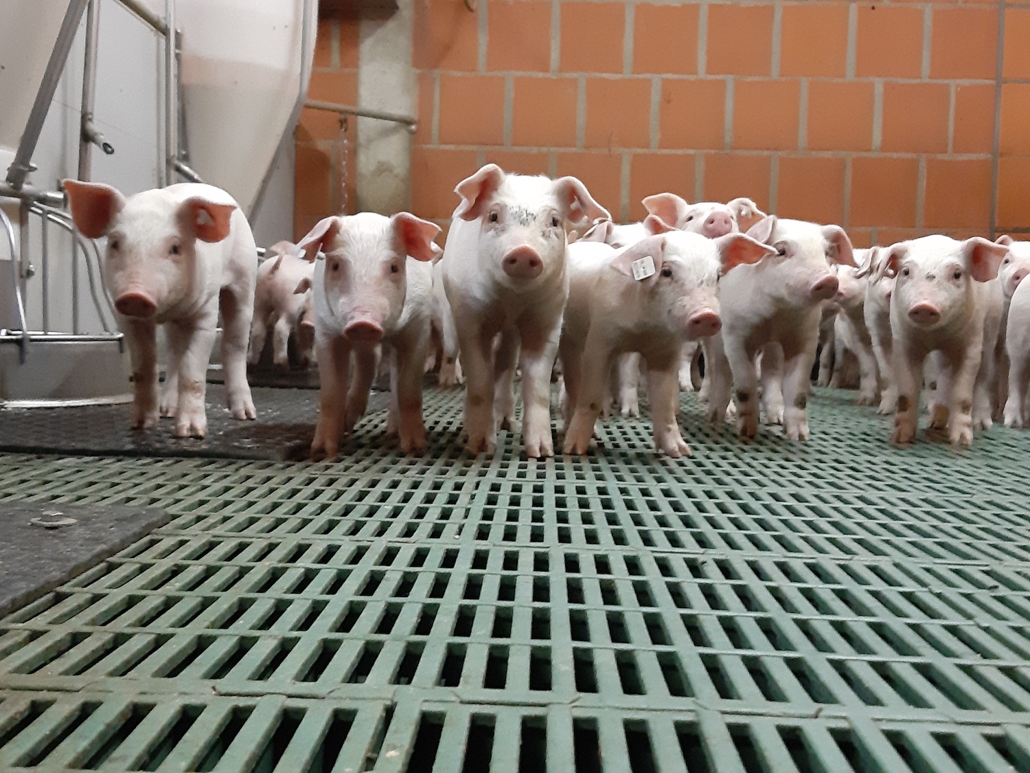 Gesund ist schöner, keine Frage