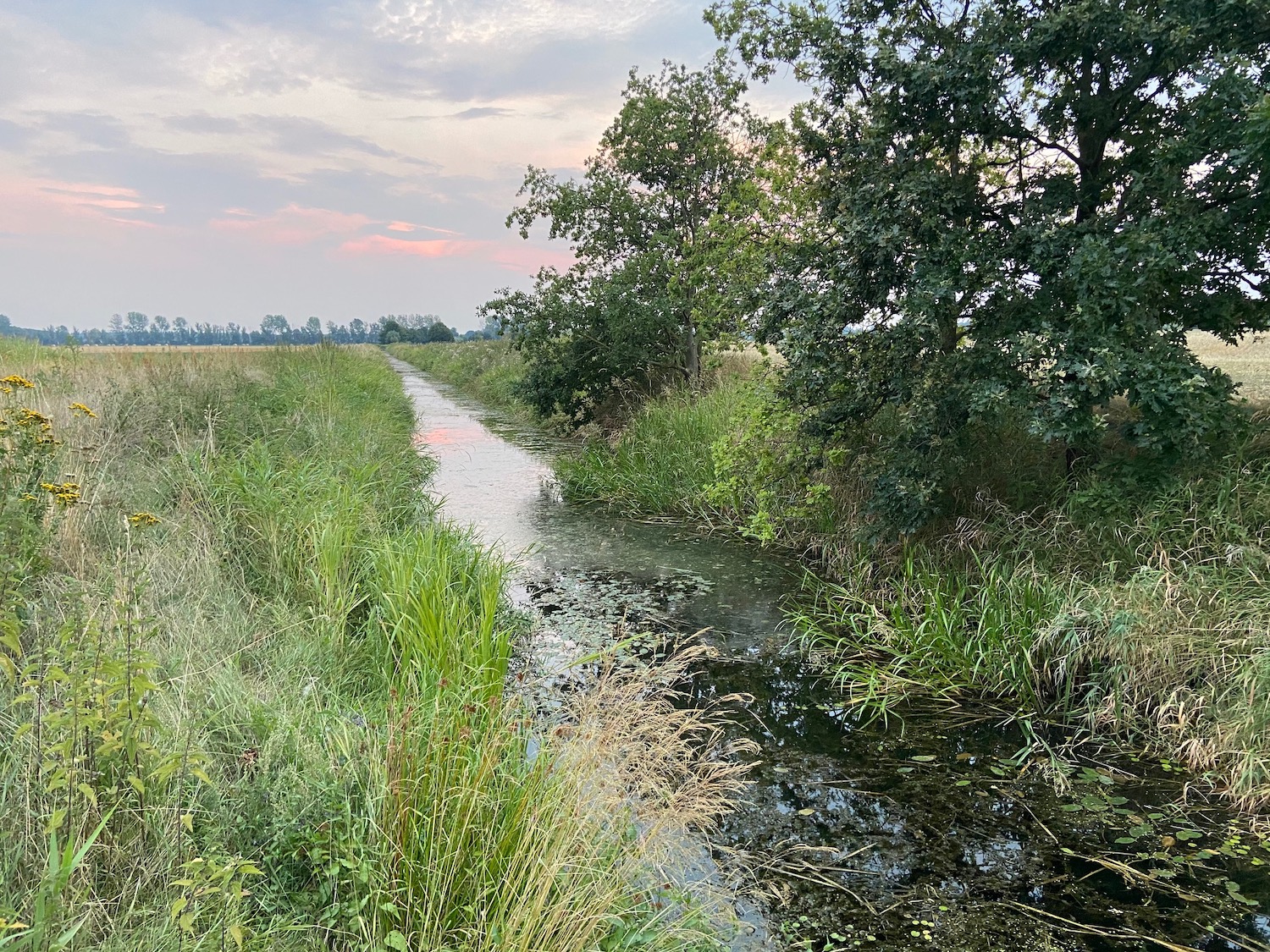 Naturtrüb: norddeutsches Gewässer