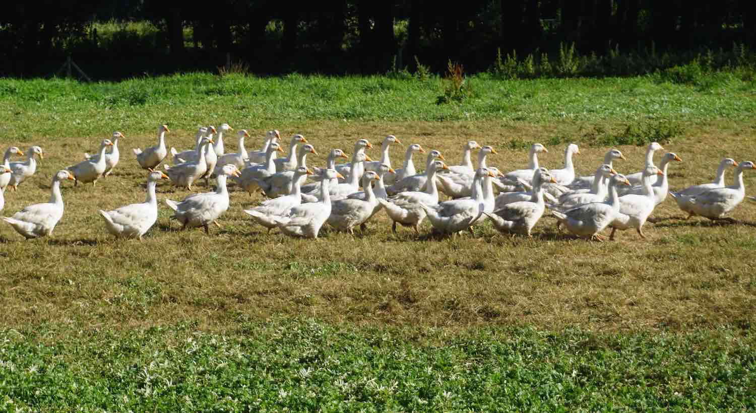 Brandenburgischer Gänsemarsch