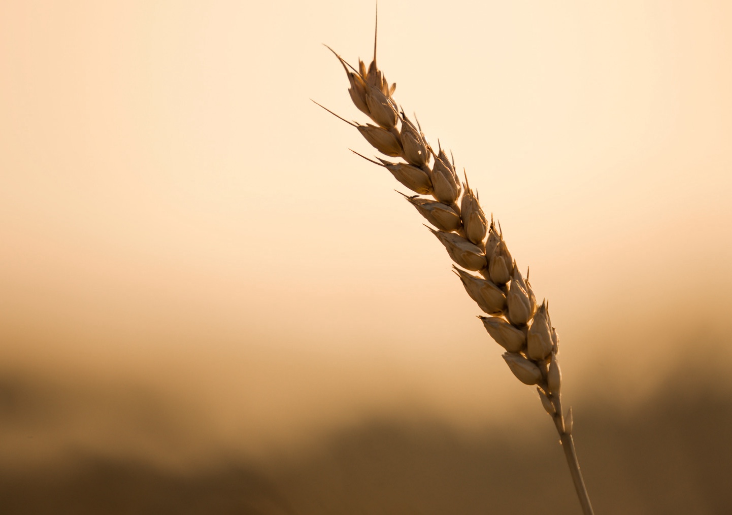 Ernteguterklärung: Klarstellung und Mustererklärung