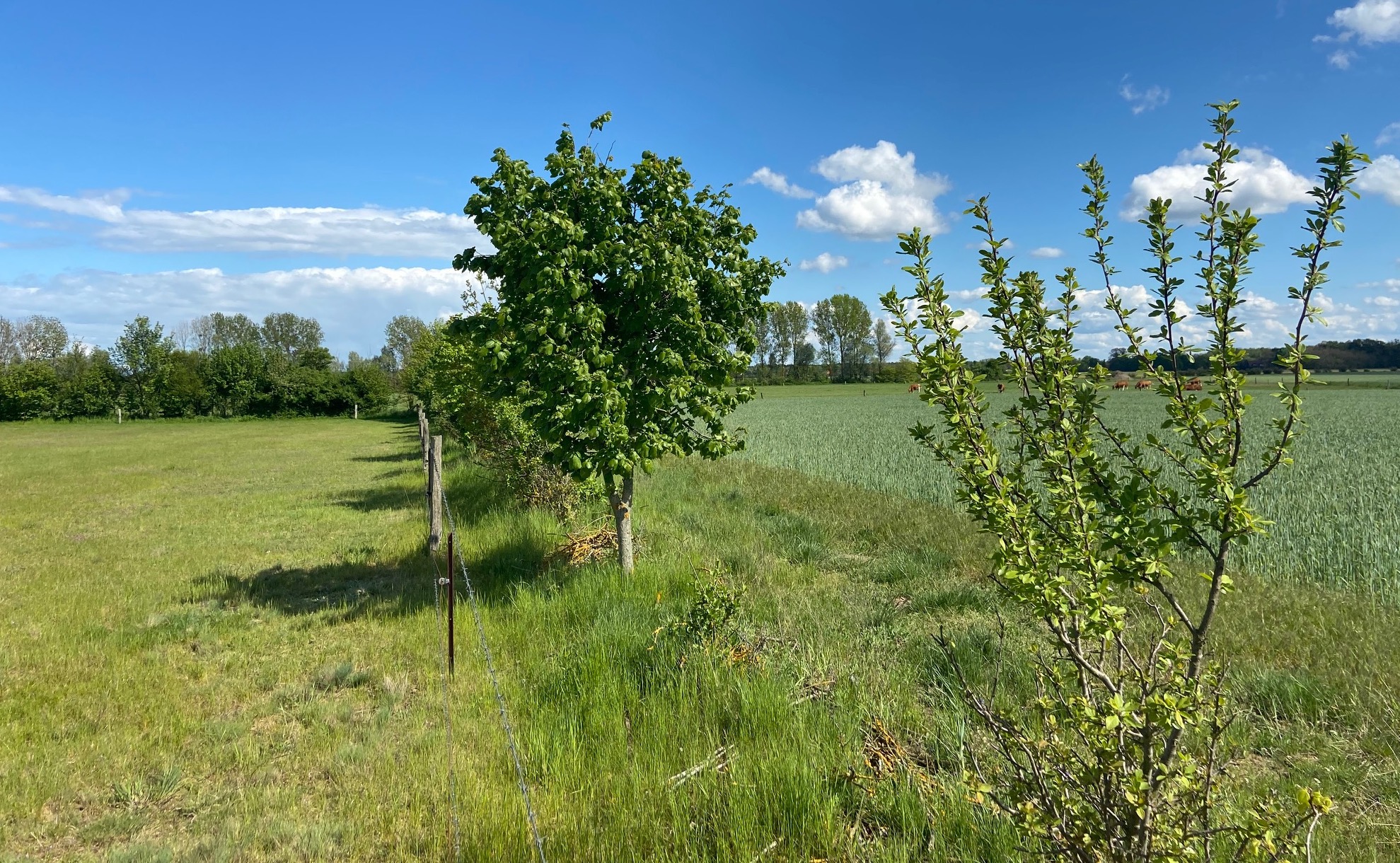 Hecken – gut für die Landwirtschaft und gut für die Umwelt