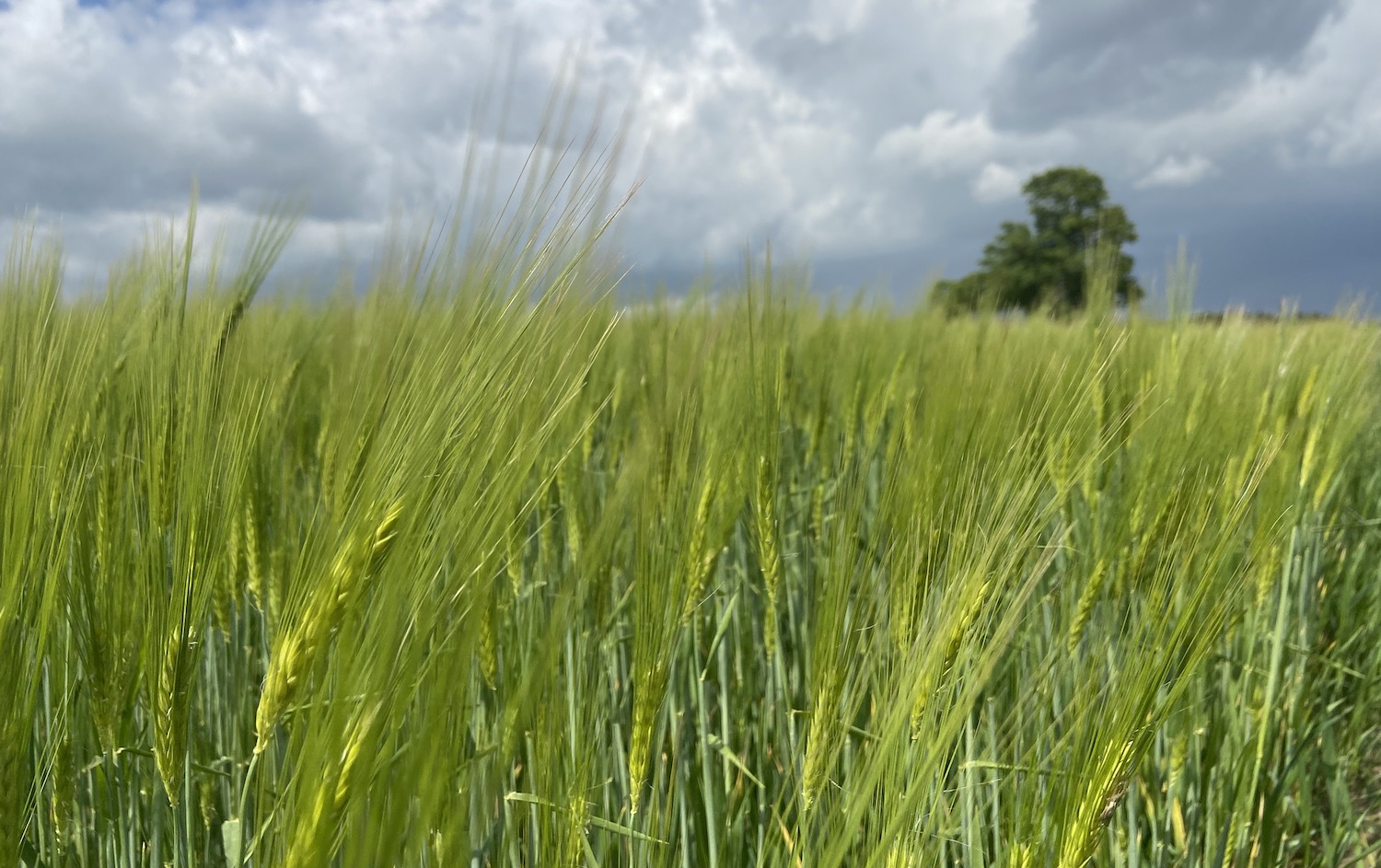 Hohe Erträge sind auch ohne Gentechnik möglich