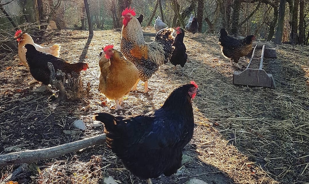 Der frühe Vogel fängt den Wurm