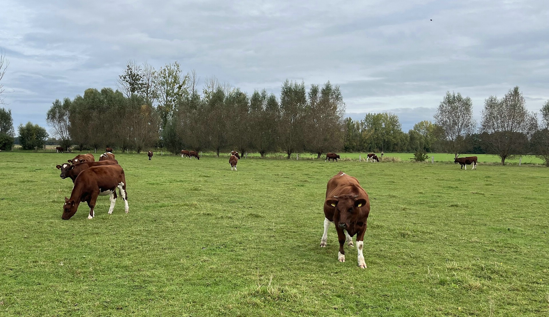 Weidetierhaltung funktioniert nur, wenn die Wölfe weit weg sind