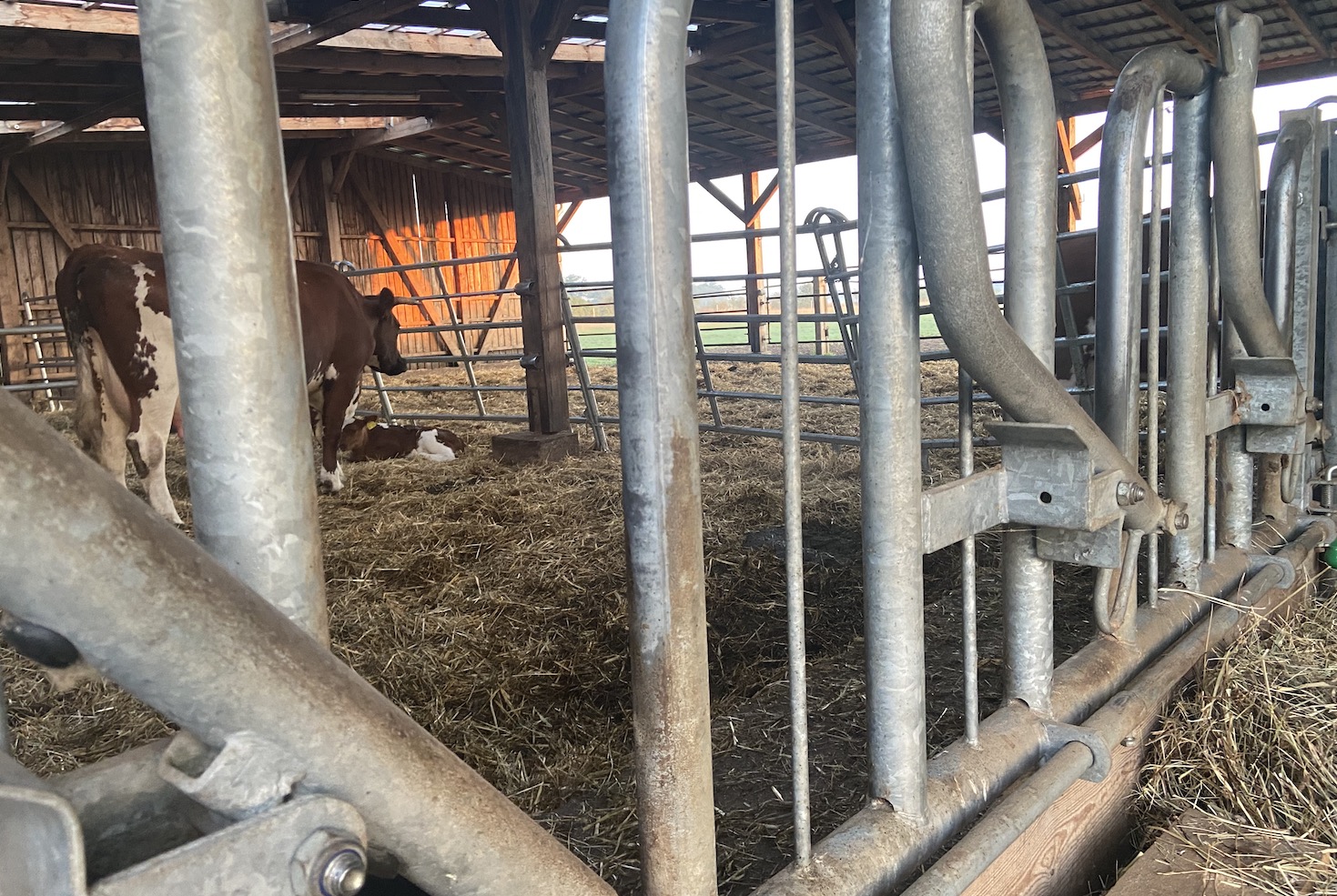 Tiere hinter Gittern?