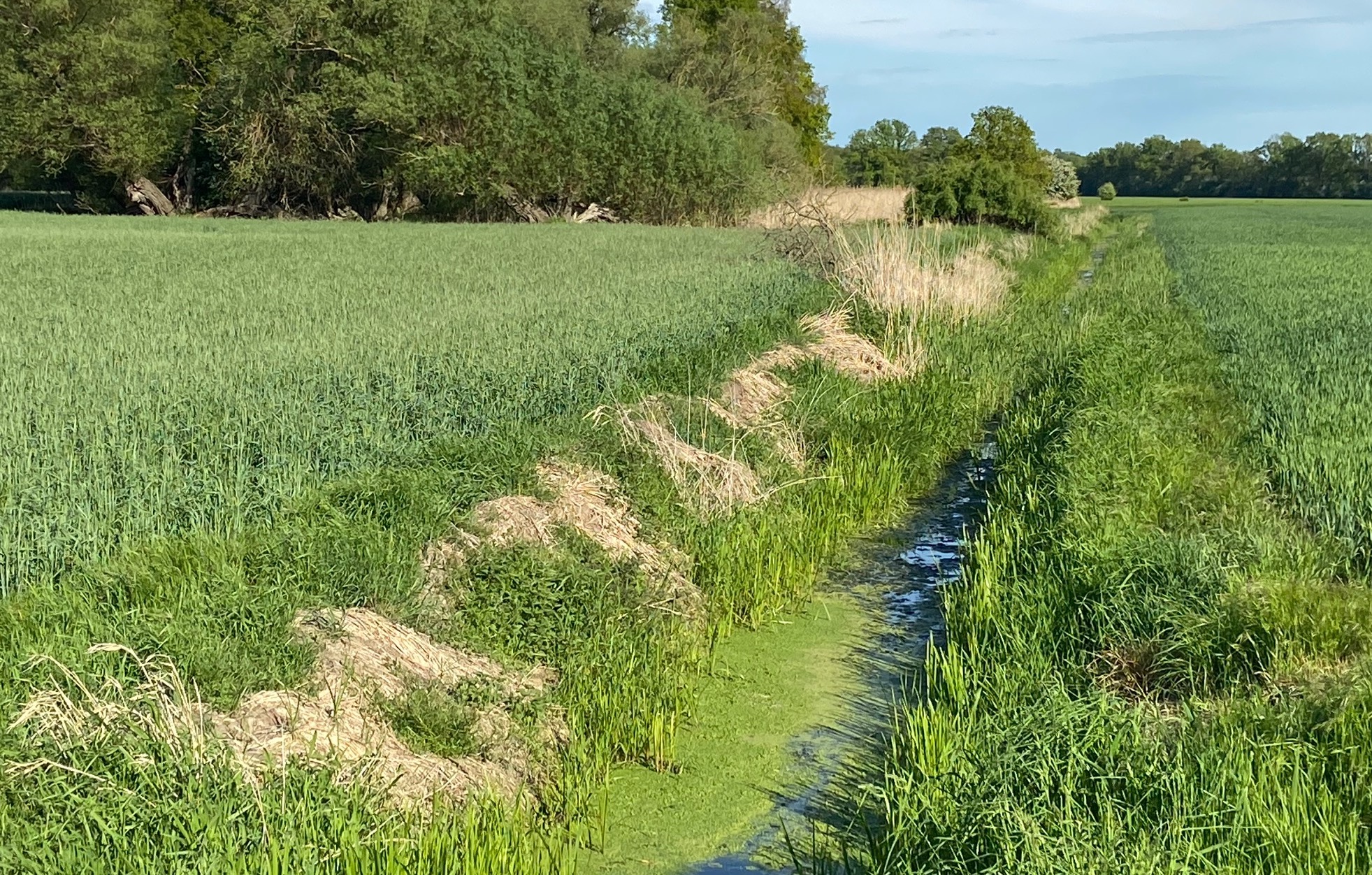 Ackerbau am Gewässerrand soll verboten werden