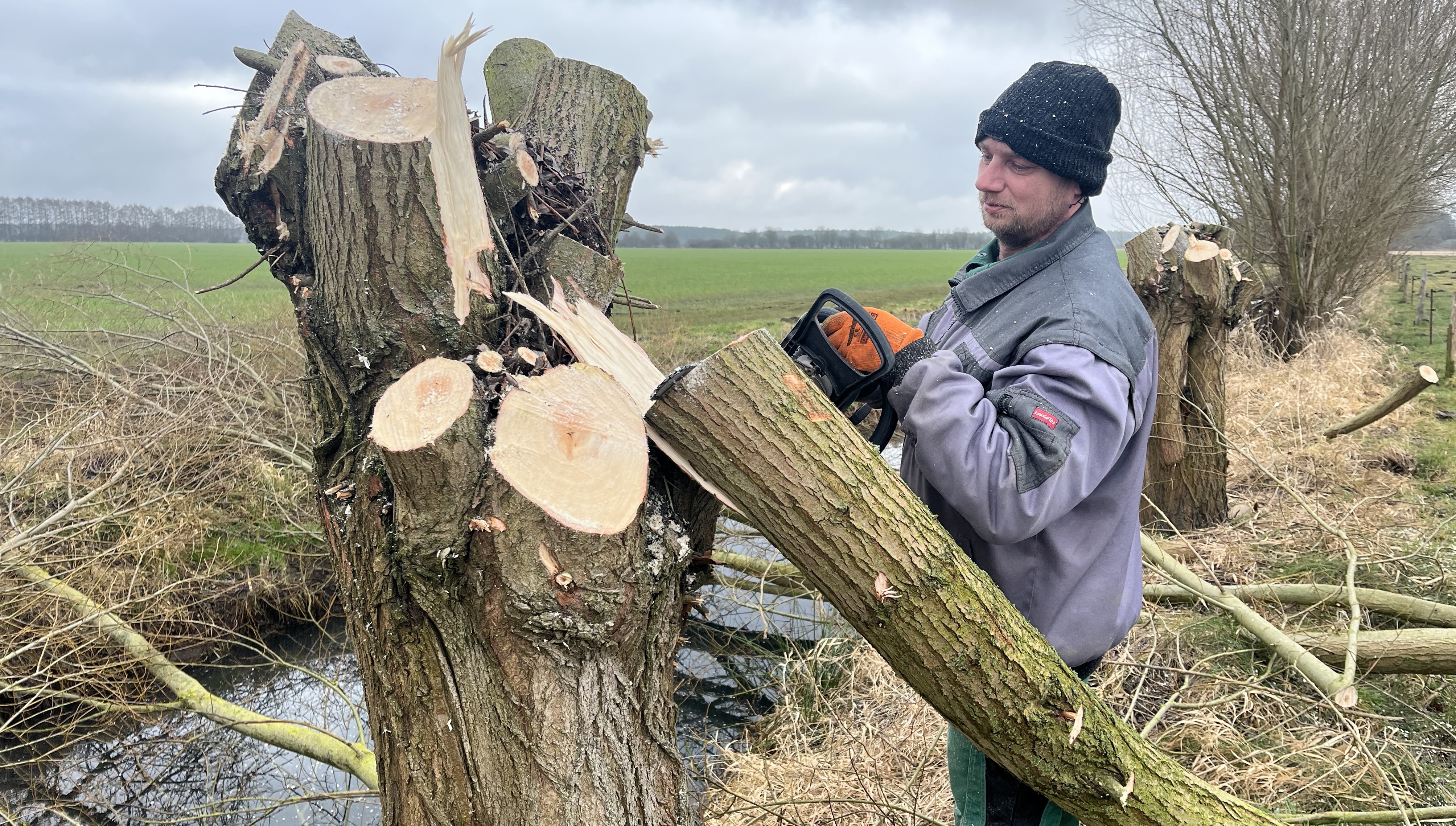 Weiden köpfen im Winter: Naturzerstörung? Naturwiederherstellung? Oder einfach nur Natur, für die es keiner Verordnung bedarf?
