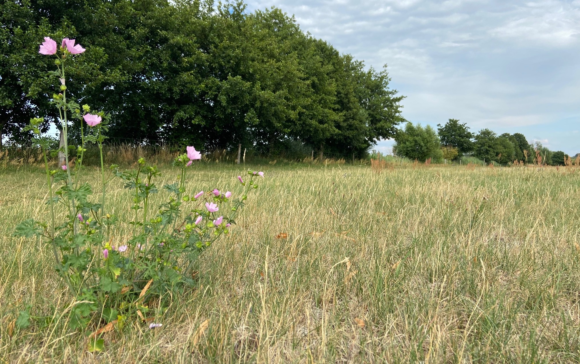 Natur ist überall - Renaturierung nur eine eigentumsfeindliche Ideologie