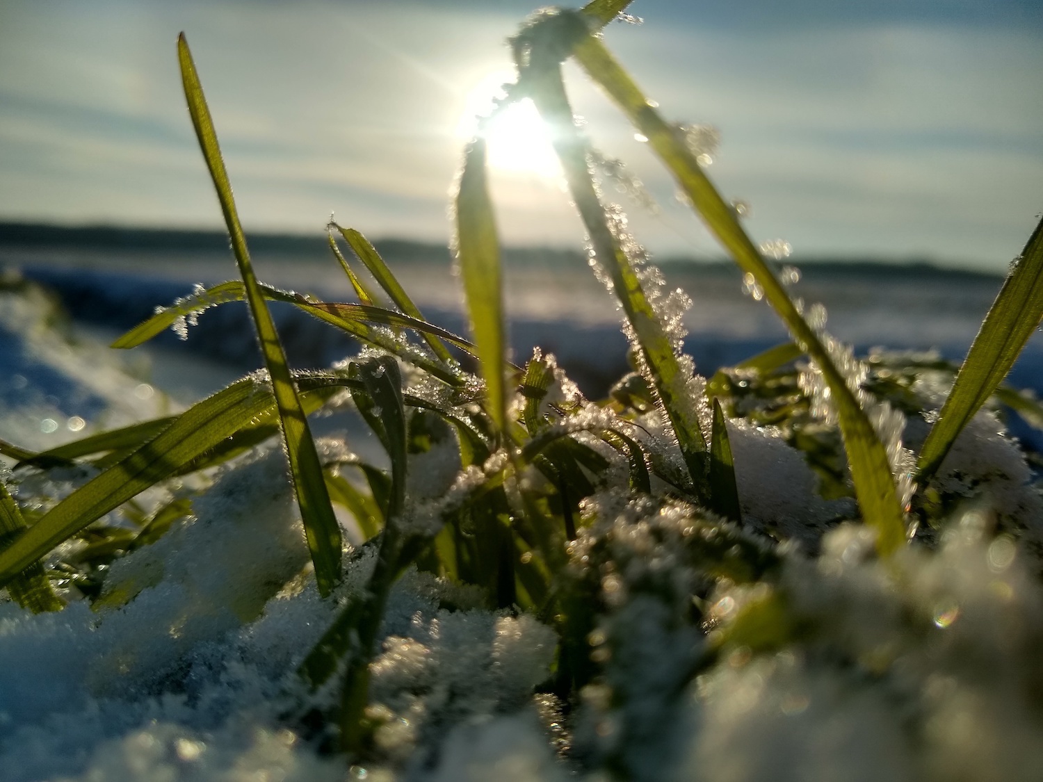 Keine Insekten zur Zeit – was nun?