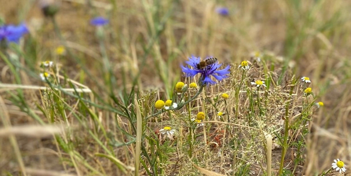 Tatort Stoppelfeld: Diese Biene scheint es überlebt zu haben