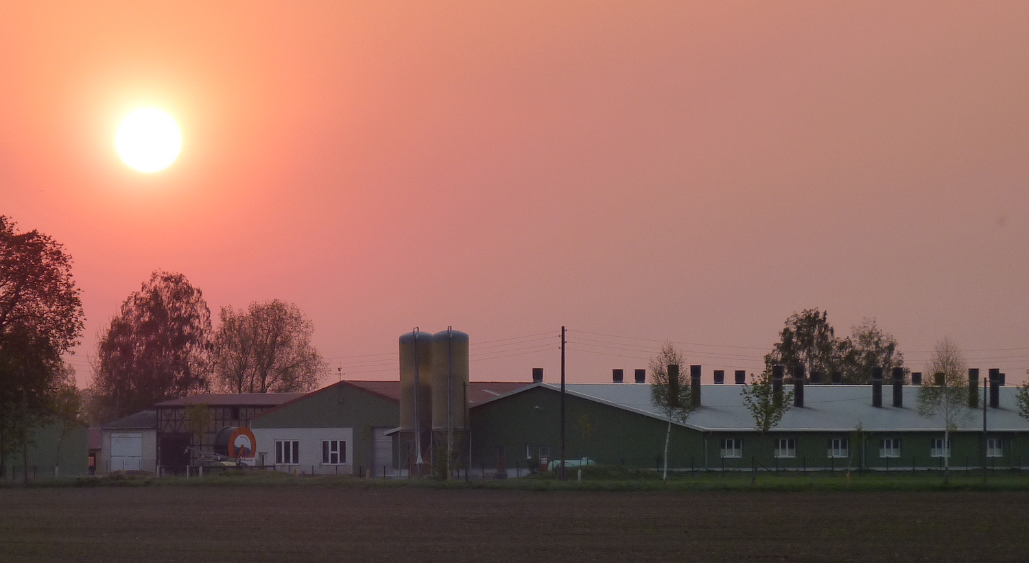 Schweinemastbetrieb im Oderbruch