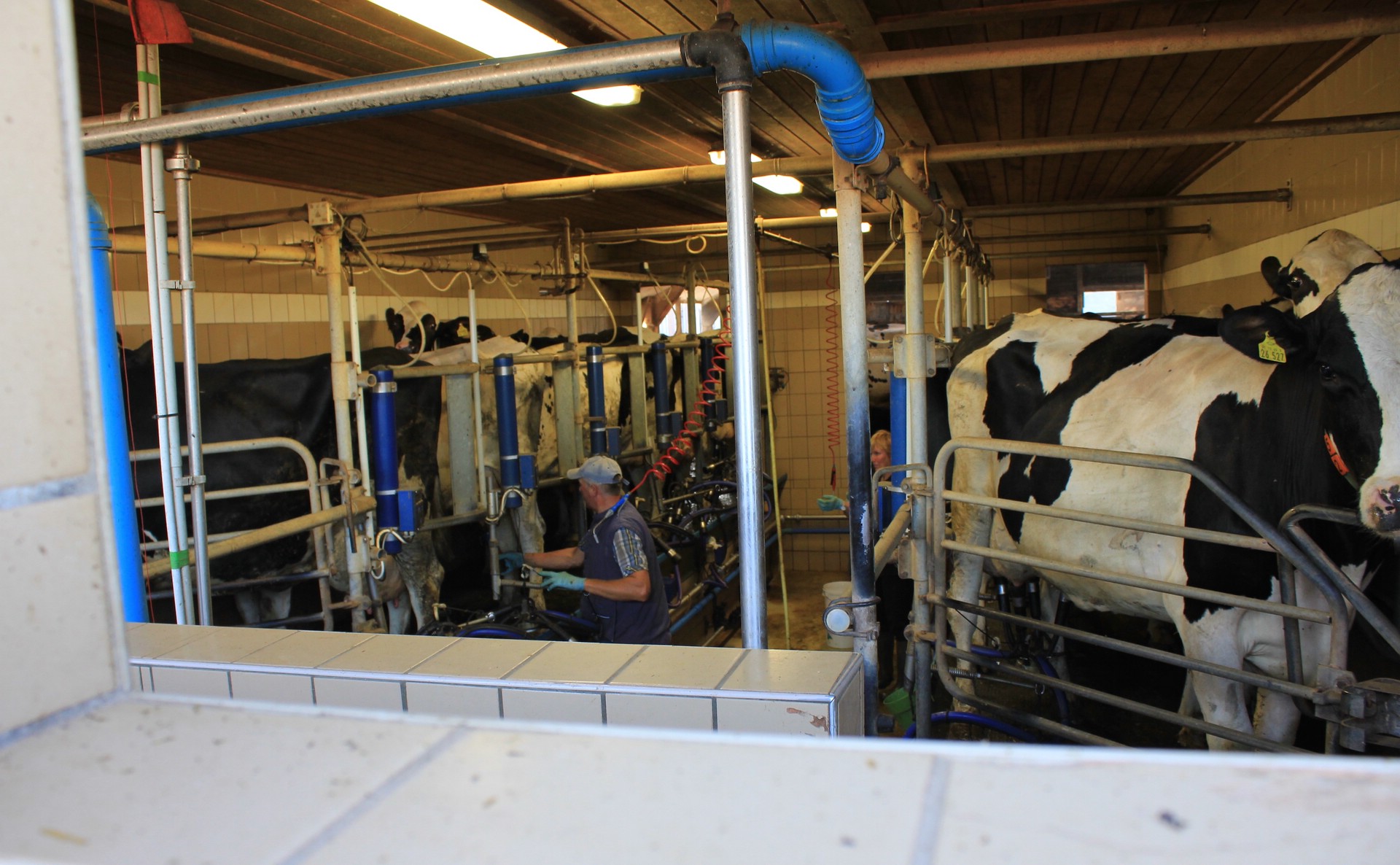 Melken ins Ungewisse: Was die Milchbauern für ihr hart erarbeitetes Produkt kriegen, entscheidet bisher einseitig die Molkerei