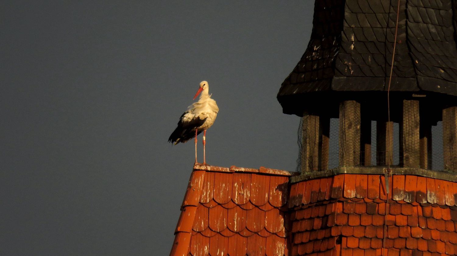 Er fühlt sich richtig wohl