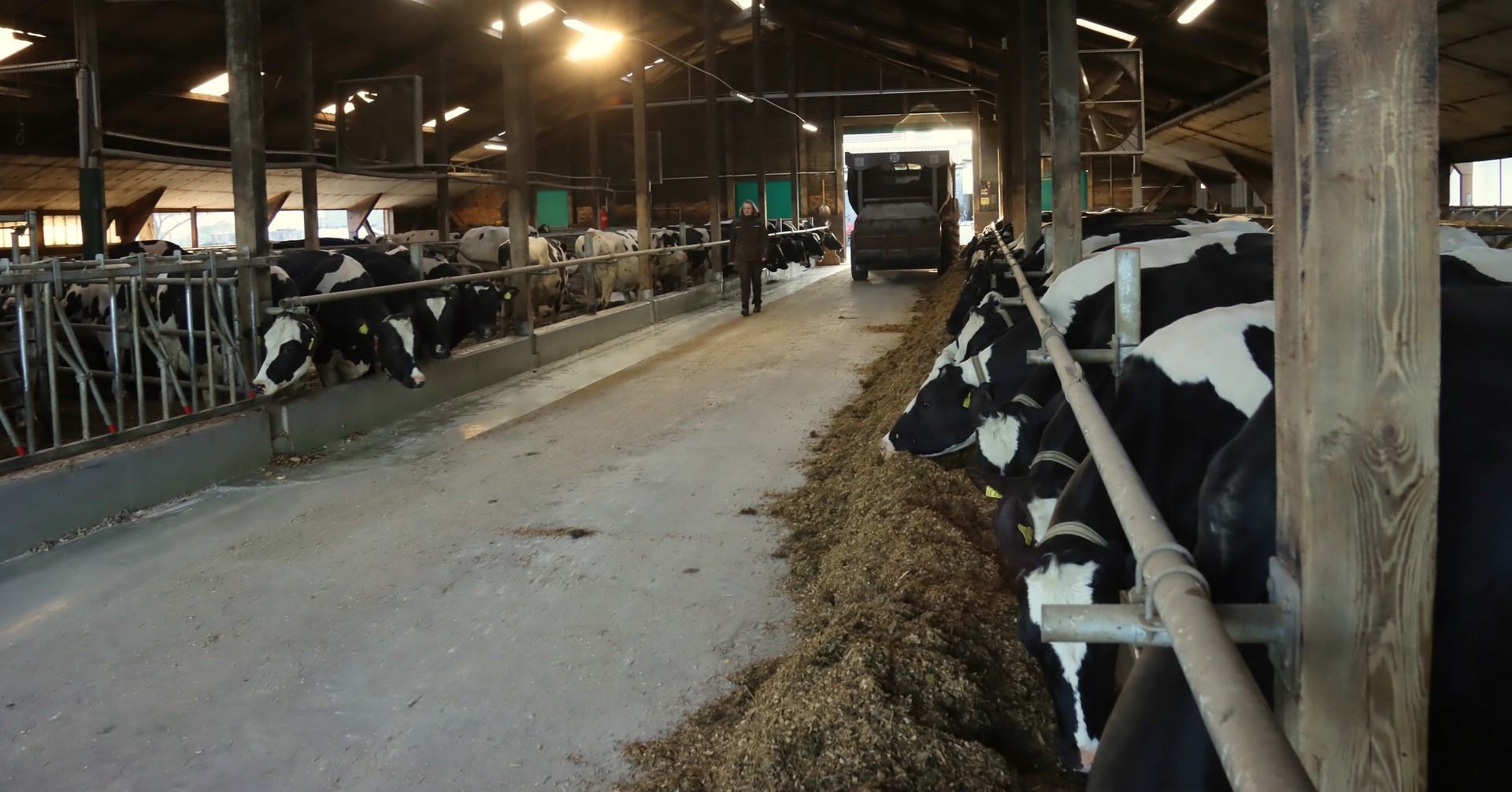 Die Milchviehhaltung braucht Planungssicherheit und unternehmerische Perspektiven