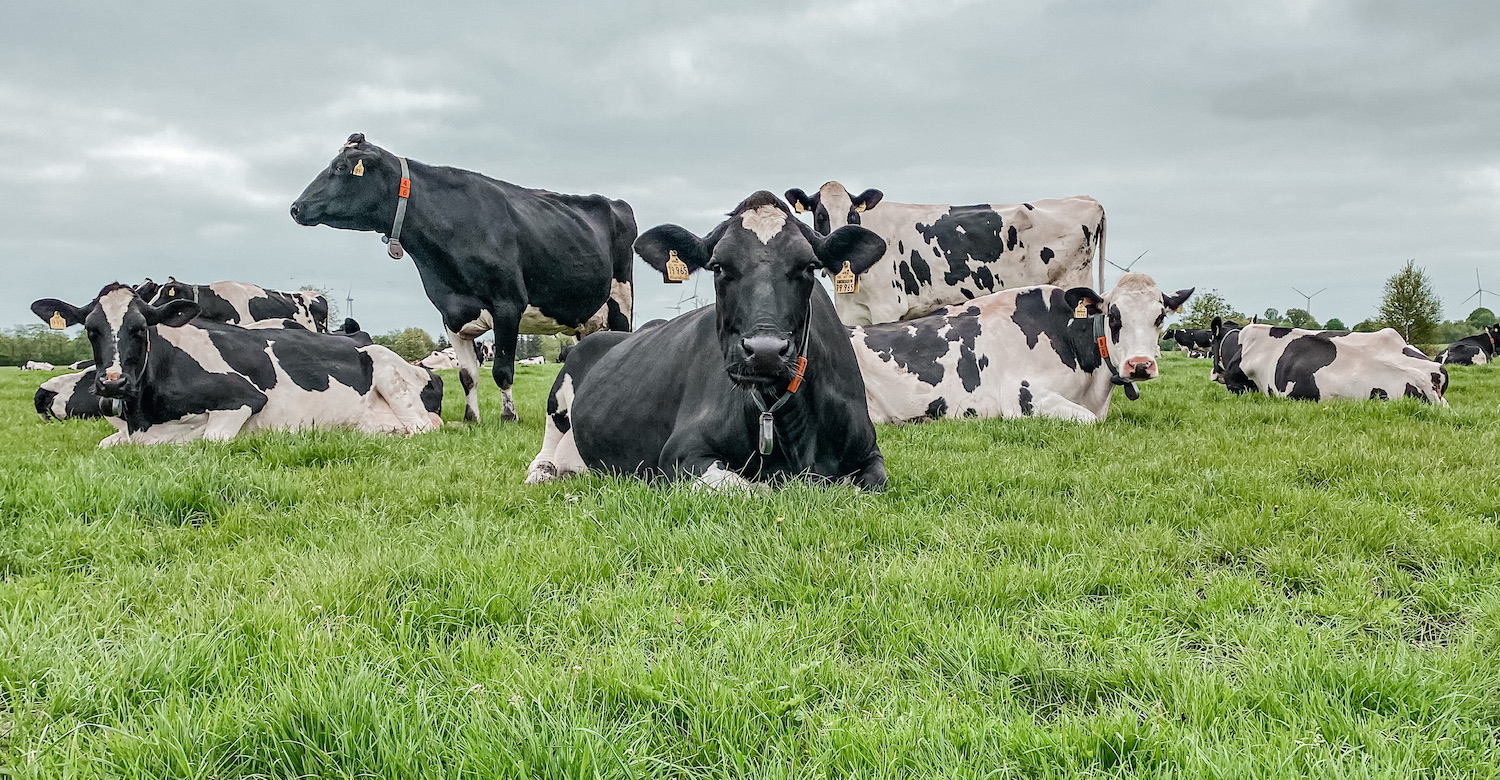 Bei einer Halbierung der Nutztierbestände würden wertvolle Ressourcen verkommen