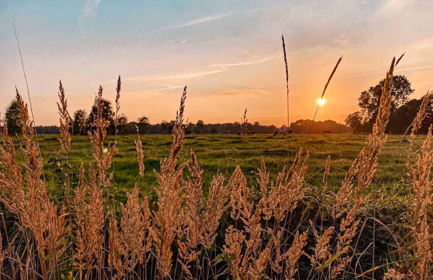 Moor in Ostfriesland: Özdemir und Lemke wollen an die Flächen ran, das Grundwasser interessiert nicht