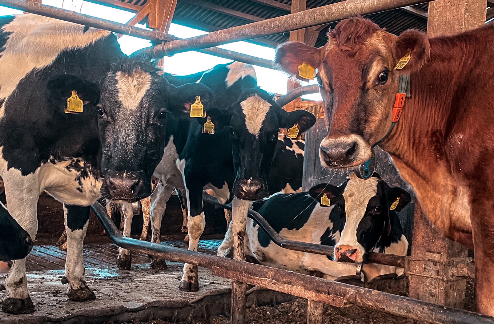 Schau mir in die Augen, Großes - ob es seinen Tieren gut geht, erkennt ein Bauer sofort