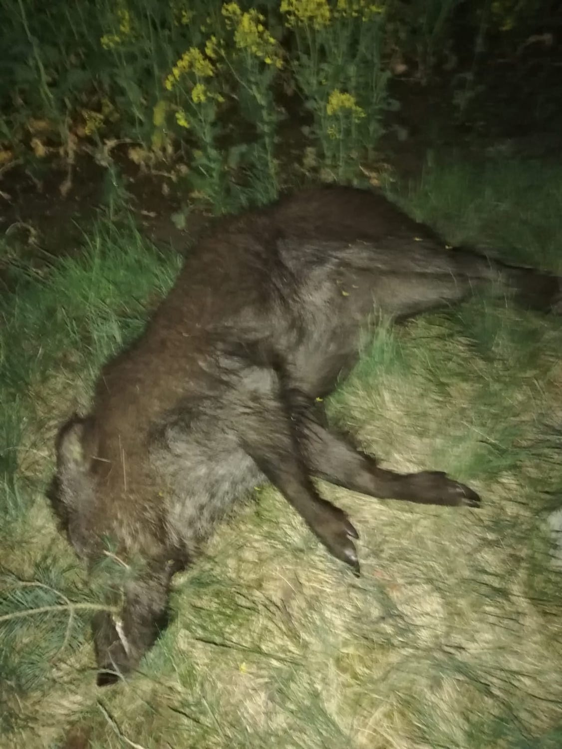 Ein Wildschwein ist kein Hausschwein