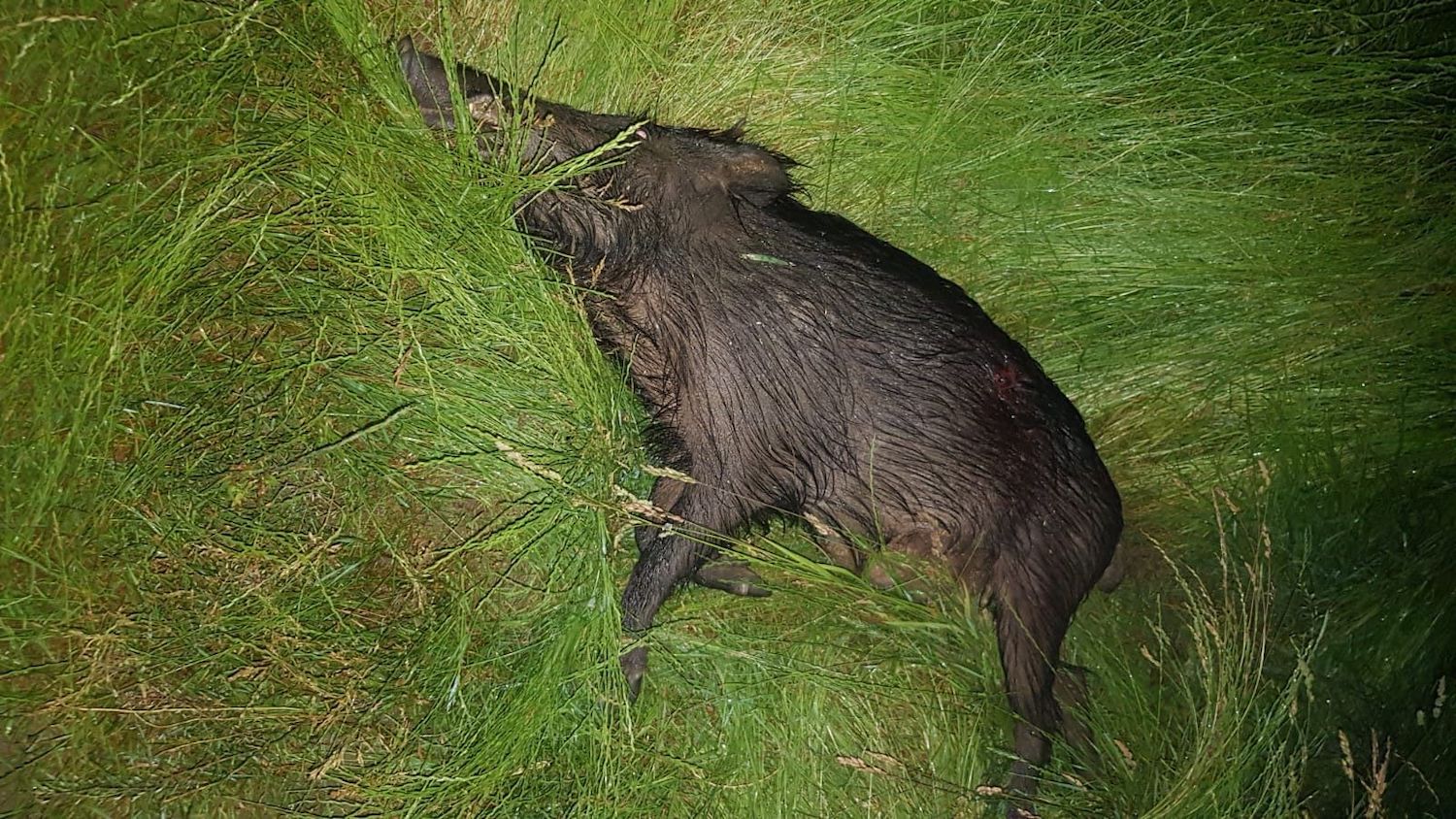 Keiner schafft es, alle Wildschweine totzuschießen