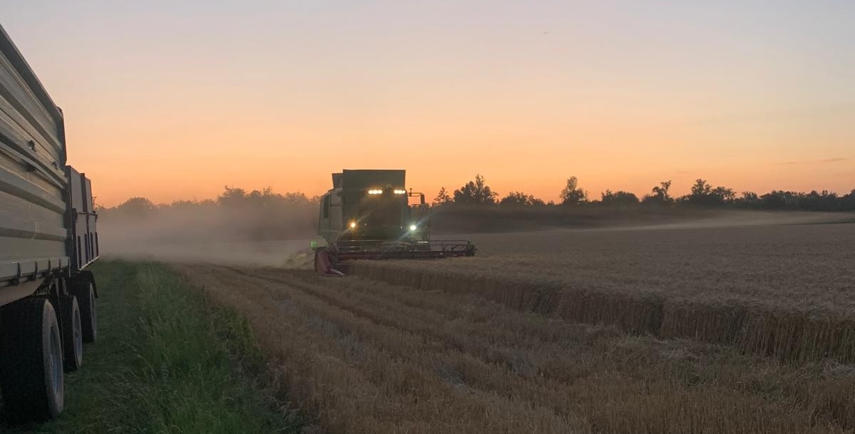 Auf der Zielgeraden: Bei guten Witterungsbedingungen kommt die Ernte der Druschfrüchte überall in Deutschland gut voran