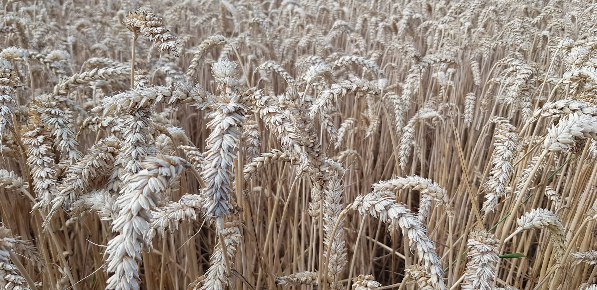 Alles Weizen oder was?