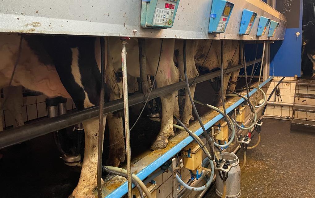 Milch ohne Markt: Immer noch muss alles an eine Molkerei geliefert werden und die legt nachträglich den Preis fest ...