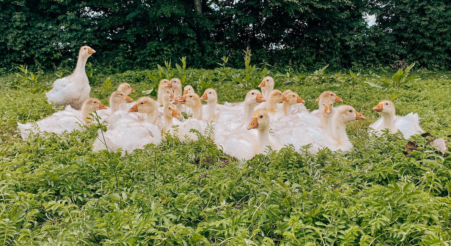 Pandemie im Anflug? Für eine Regulierung der Nutztierbestände gibt es nach derzeitigen Erkenntnissen keinen Anlass, betonen die FREIEN BAUERN