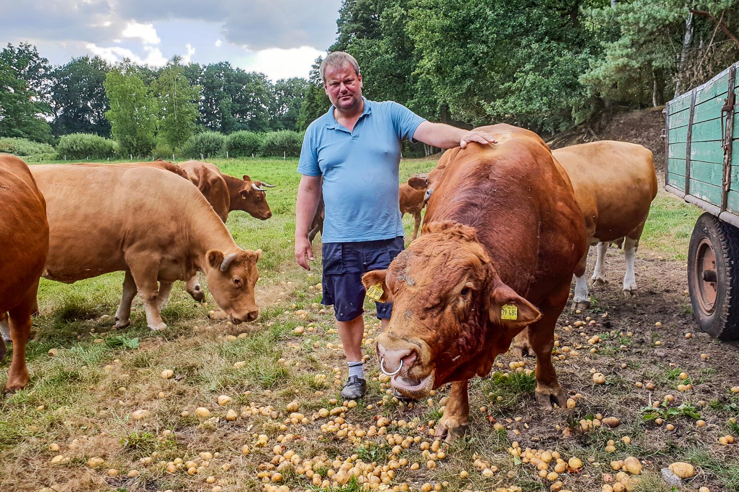 Reinhard Dehrmann bewirtschaftet 60 Hektar Grünland und hält 50 Mutterkühe sowie Mastrinder der Rasse Limousin in Bahnsen in Niedersachsen